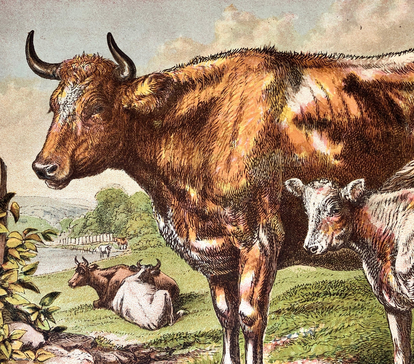 The Cow (La Vache). A Large chromolithograph print from Les Animaux Domestiques by Mme Pape-Carpantier. Dated 1872. Size: 24.5 x 21.5 cms.
