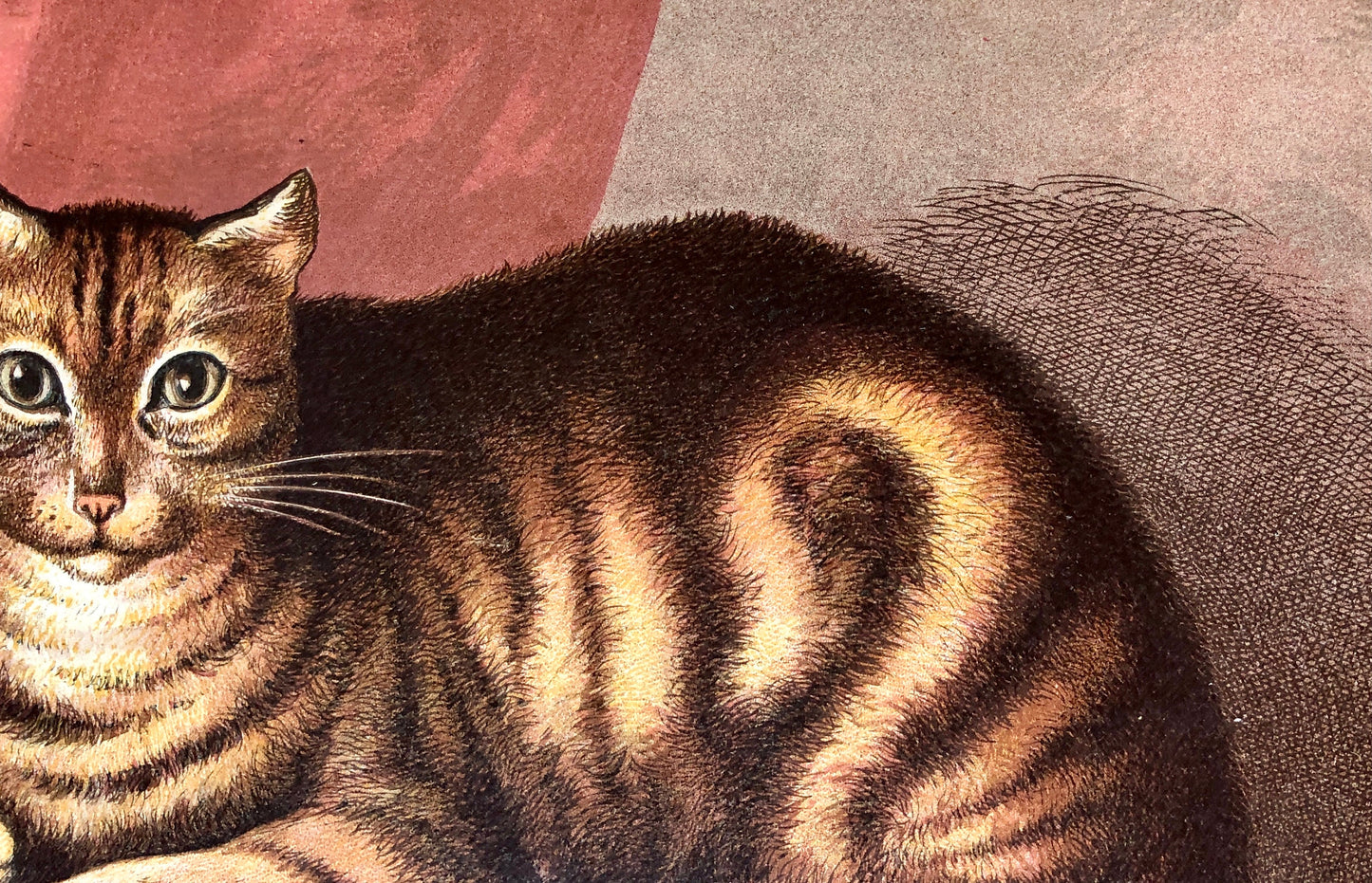The Cat (Le Chat). A Large chromolithograph print from Les Animaux Domestiques by Mme Pape-Carpantier. Dated 1872. Size: 24.5 x 21.5 cms.