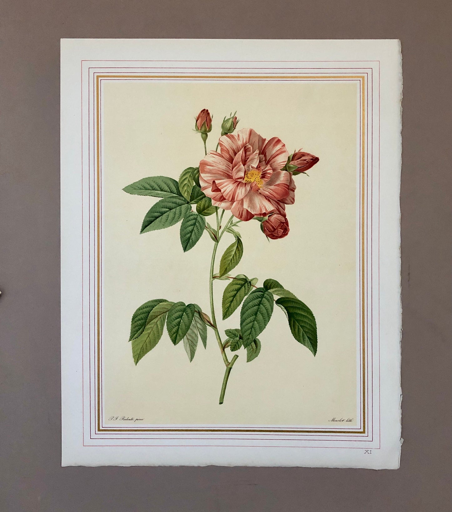 Ten Limited Edition Rose Prints from Choix Des Plus Belle Roses by P.-J. Redouté. Published in 1938. Excellent condition. Size: 41 x 32 ms.
