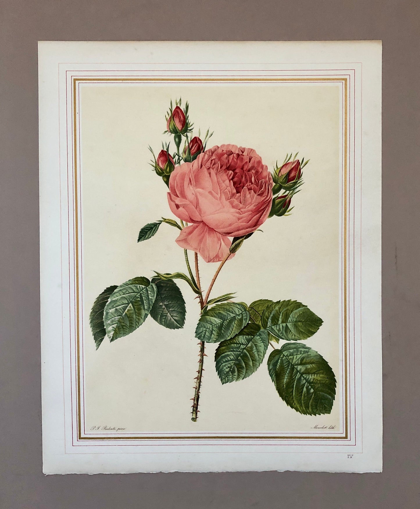 Ten Limited Edition Rose Prints from Choix Des Plus Belle Roses by P.-J. Redouté. Published in 1938. Excellent condition. Size: 41 x 32 ms.