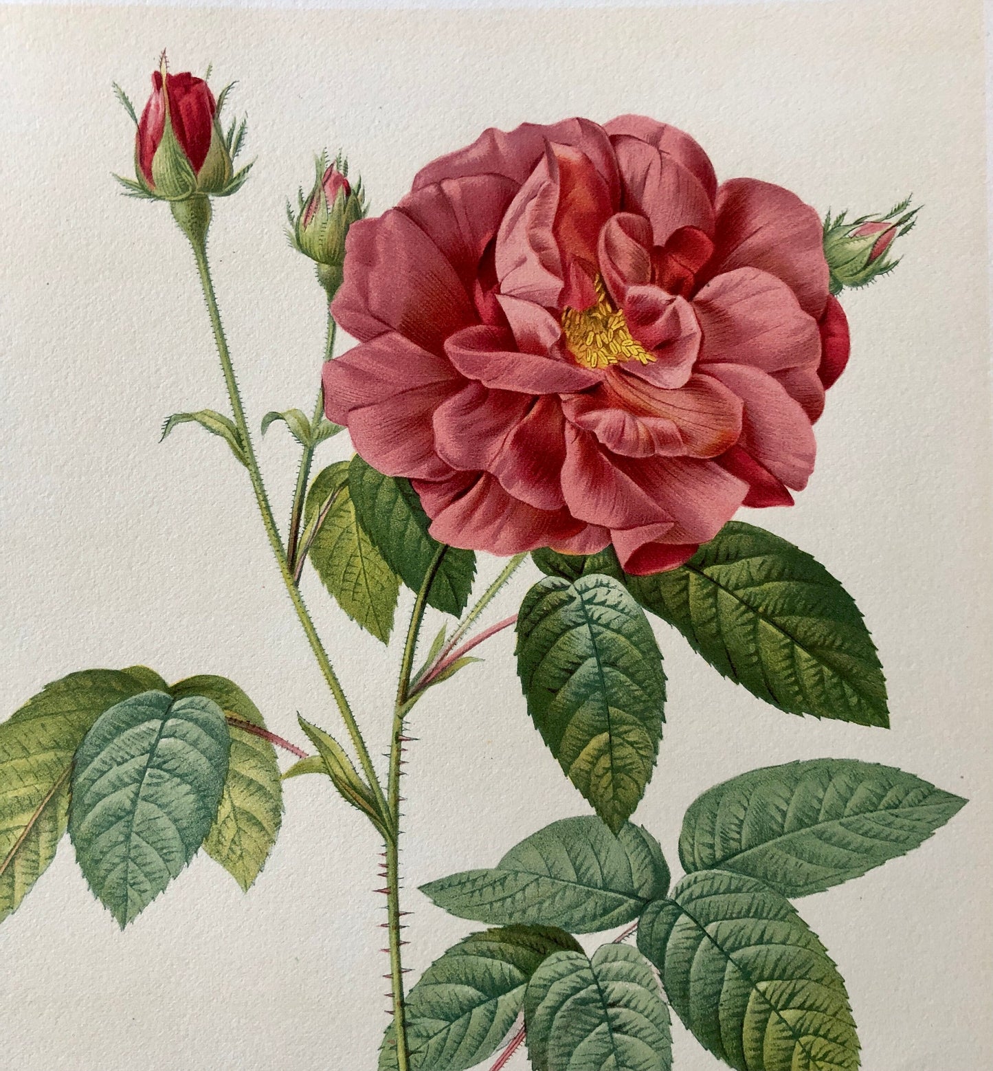 Ten Limited Edition Rose Prints from Choix Des Plus Belle Roses by P.-J. Redouté. Published in 1938. Excellent condition. Size: 41 x 32 ms.