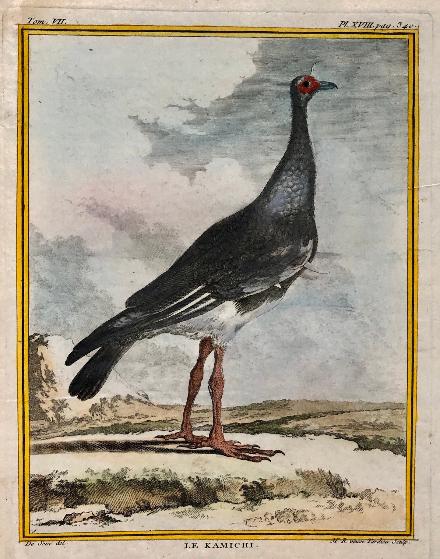 Le Kamichi. Antique Engraving from ‘Histoires Naturelle Des Oiseaux’ by Buffon. Circa 1780. Size: 27 x 19 cms