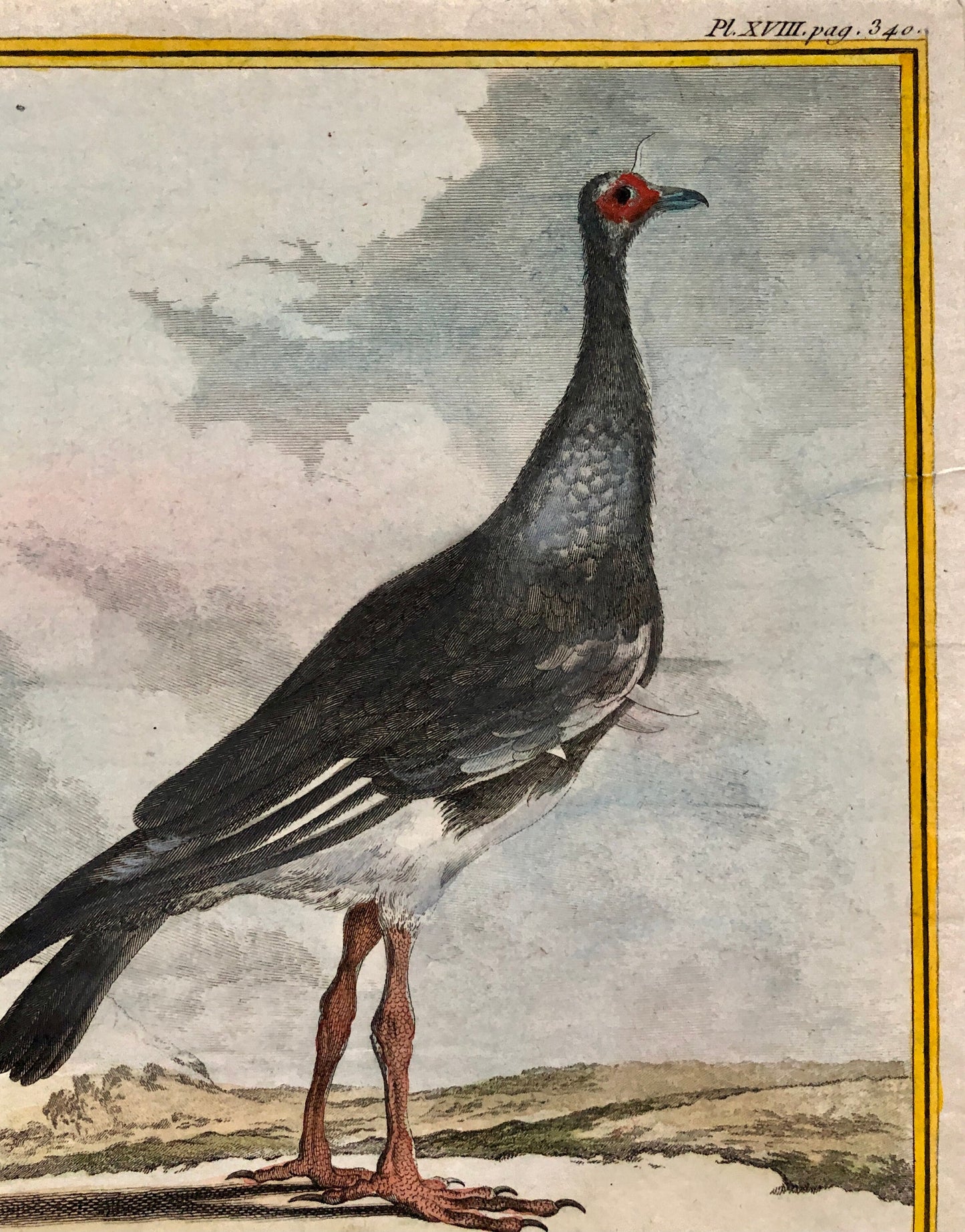 Le Kamichi. Antique Engraving from ‘Histoires Naturelle Des Oiseaux’ by Buffon. Circa 1780. Size: 27 x 19 cms