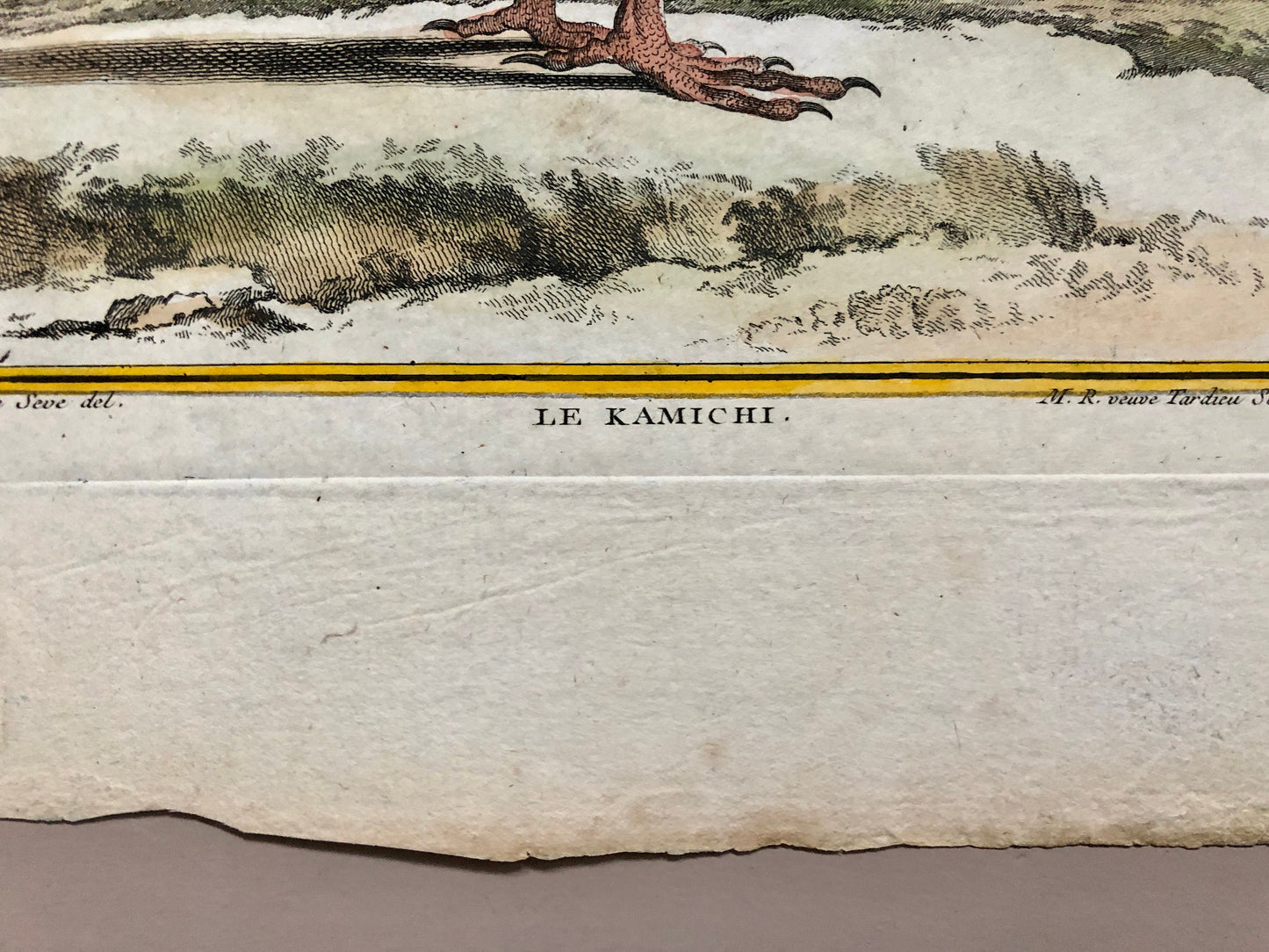 Le Kamichi. Antique Engraving from ‘Histoires Naturelle Des Oiseaux’ by Buffon. Circa 1780. Size: 27 x 19 cms