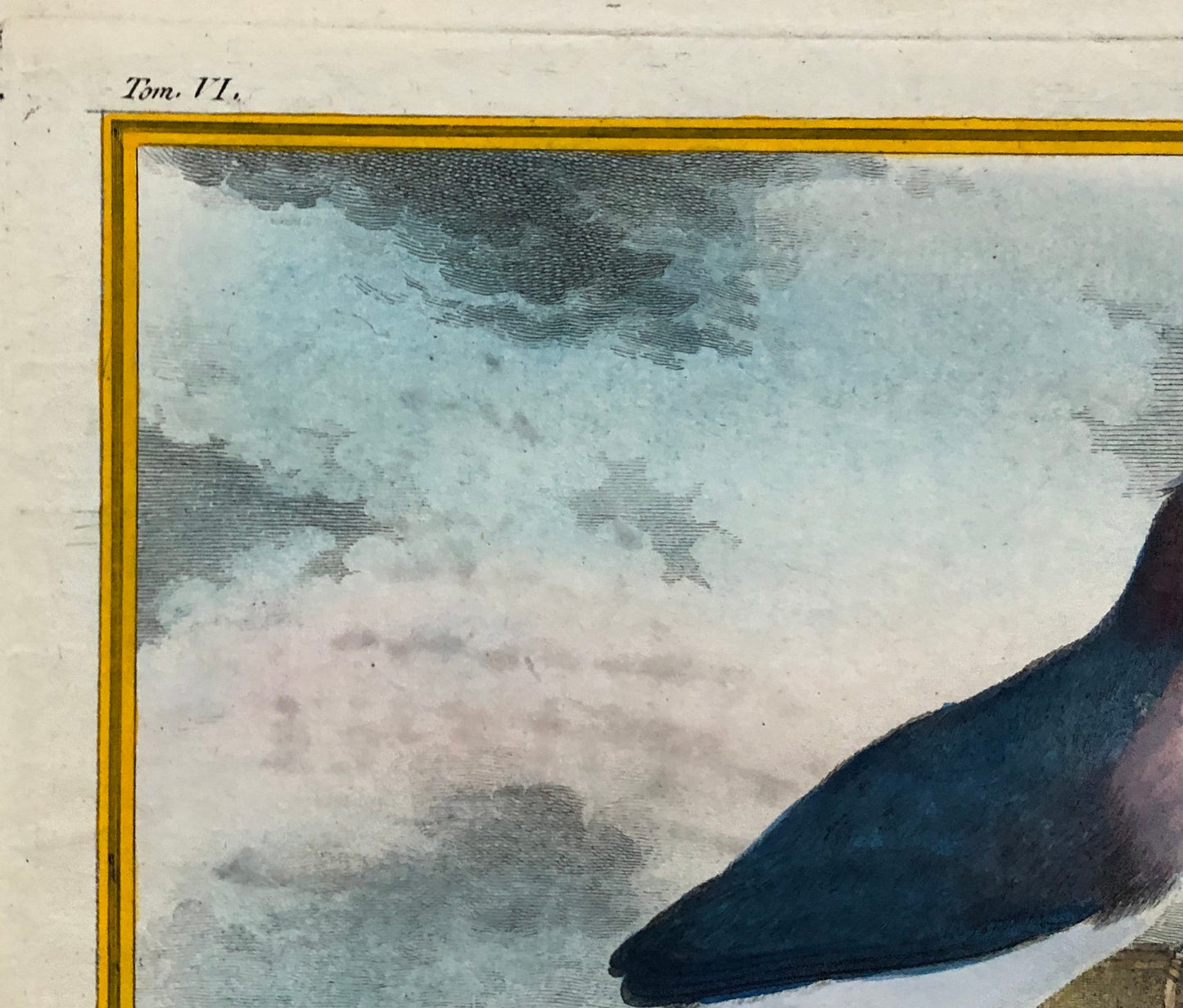 Le Coua. An Antique Engraving from “Histoire Naturelle Des Oiseaux’ by Buffon. Circa 1770. Near Fine Condition. Size: 26 x 21 cms.