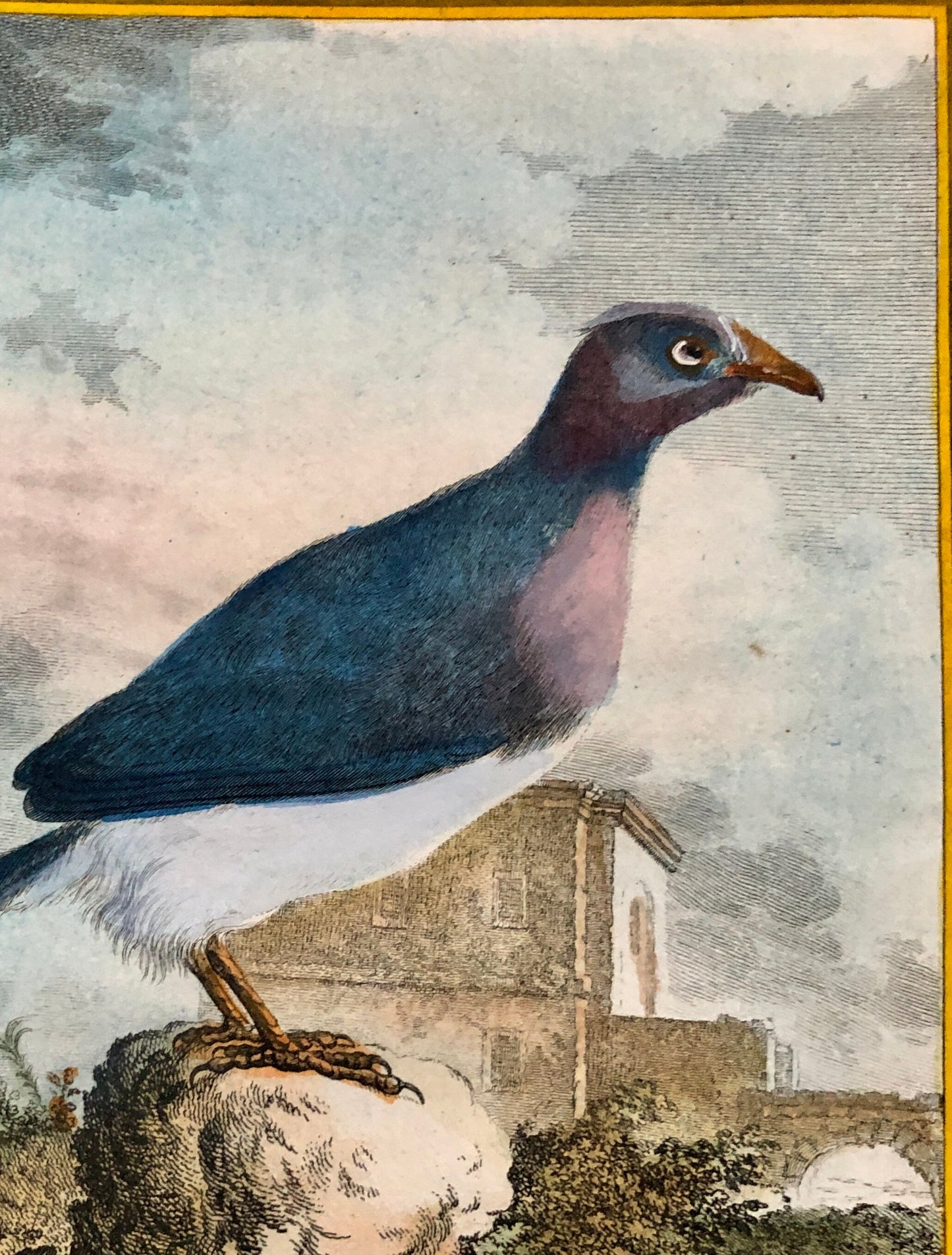 Le Coua. An Antique Engraving from “Histoire Naturelle Des Oiseaux’ by Buffon. Circa 1770. Near Fine Condition. Size: 26 x 21 cms.