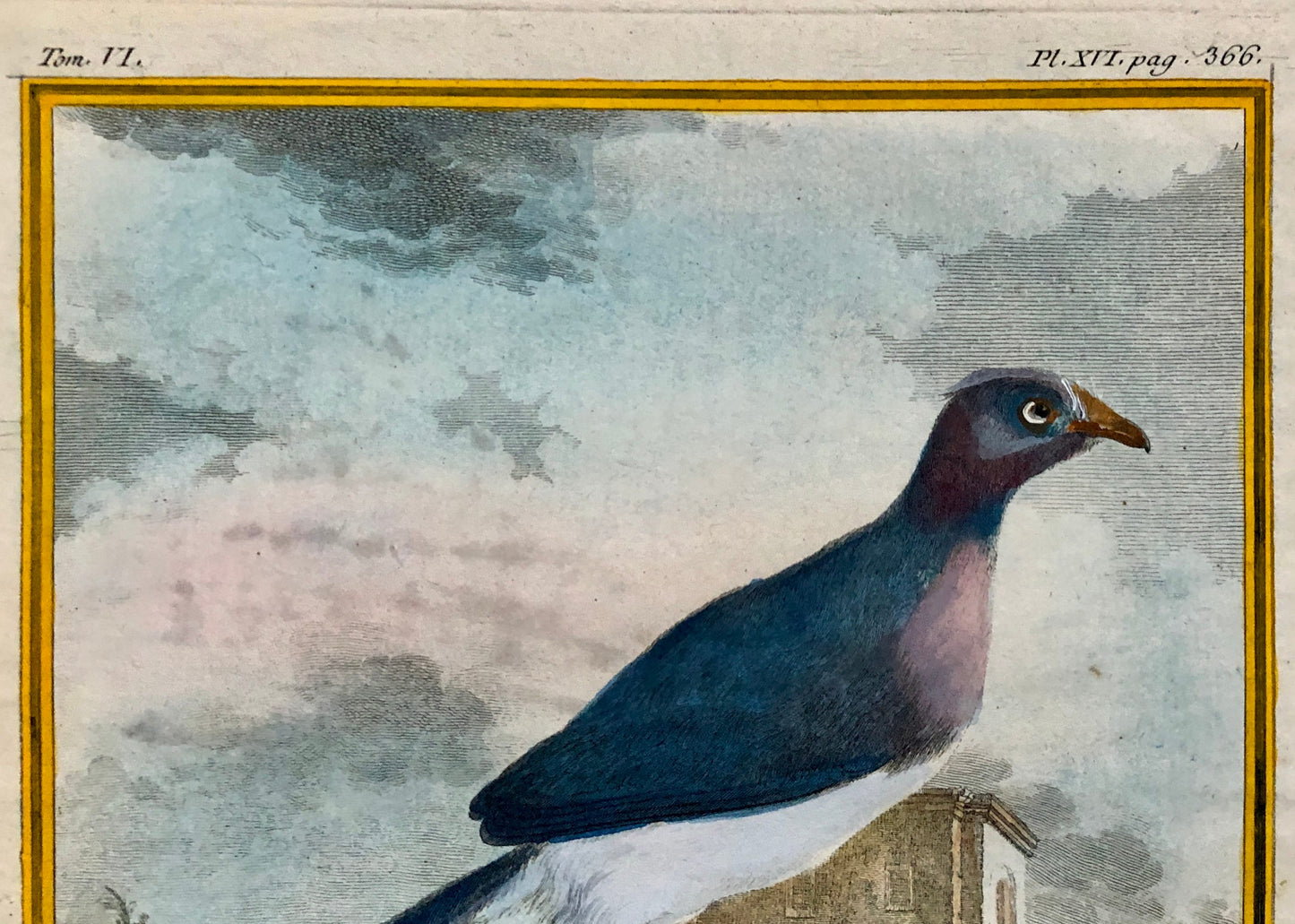 Le Coua. An Antique Engraving from “Histoire Naturelle Des Oiseaux’ by Buffon. Circa 1770. Near Fine Condition. Size: 26 x 21 cms.