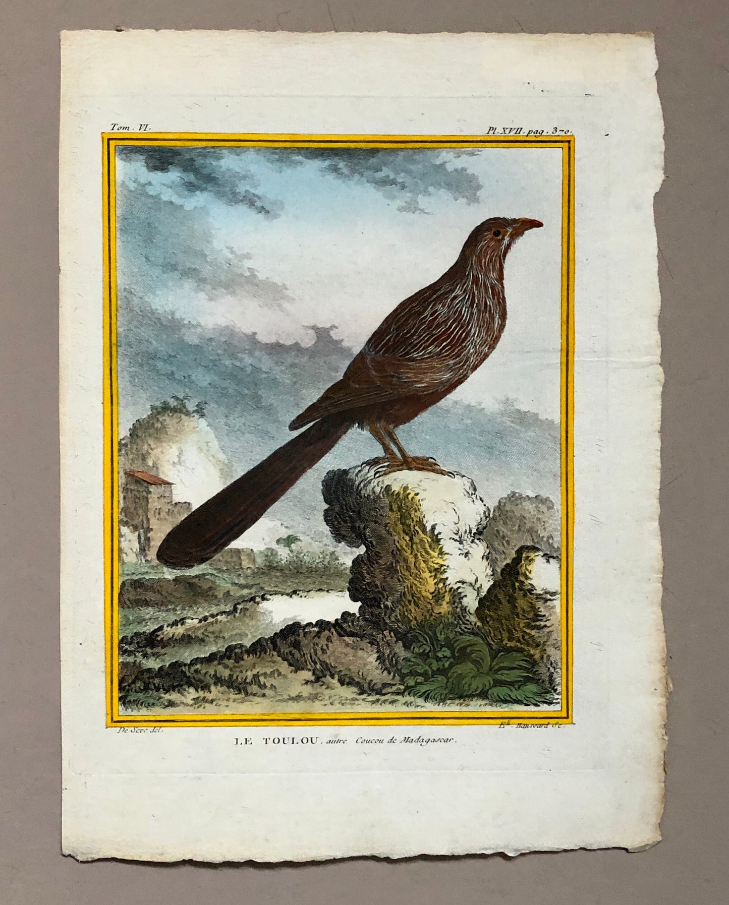 Le Toulou. An Antique Engraving from “Histoire Naturelle Des Oiseaux’ by Buffon. Engraved by Haussard. Circa 1770. Size: 27 x 19.8 cms.