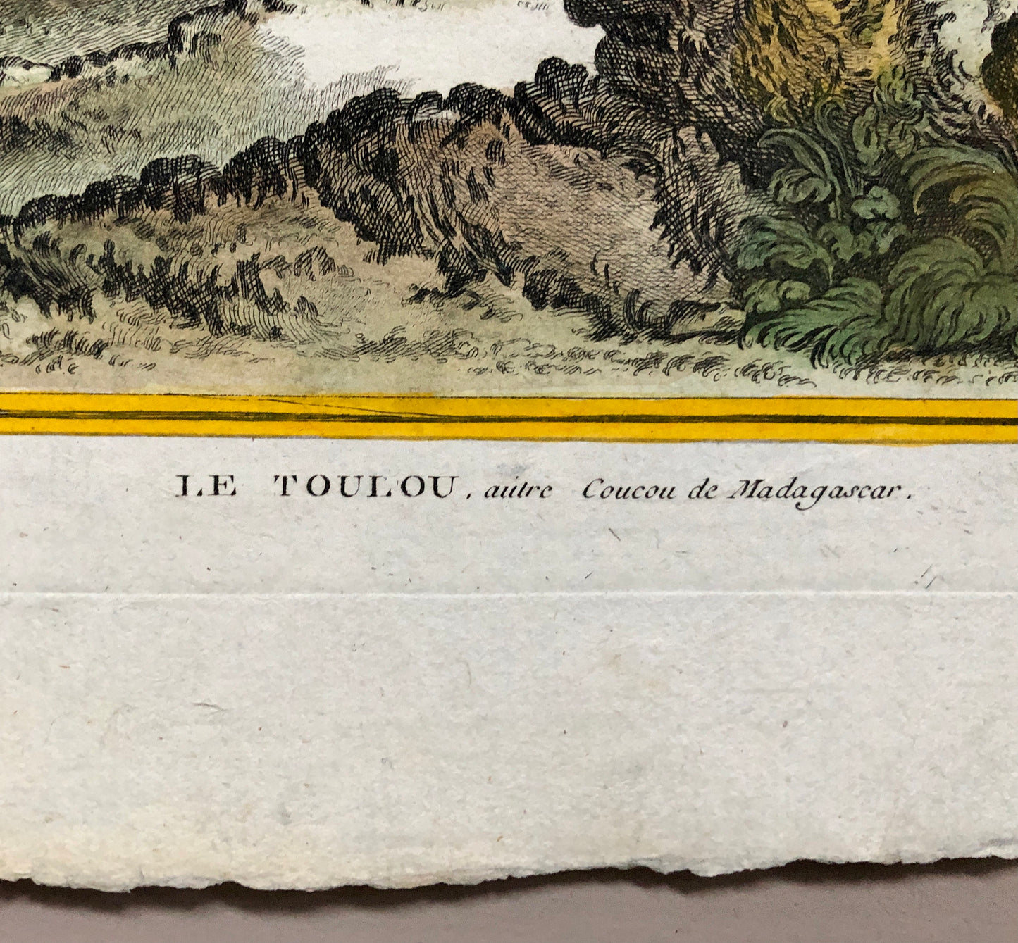 Le Toulou. An Antique Engraving from “Histoire Naturelle Des Oiseaux’ by Buffon. Engraved by Haussard. Circa 1770. Size: 27 x 19.8 cms.
