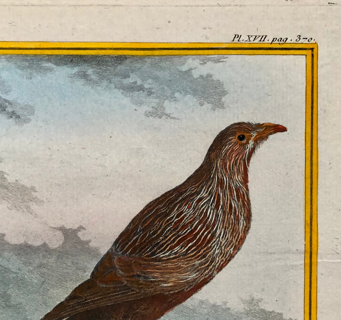 Le Toulou. An Antique Engraving from “Histoire Naturelle Des Oiseaux’ by Buffon. Engraved by Haussard. Circa 1770. Size: 27 x 19.8 cms.