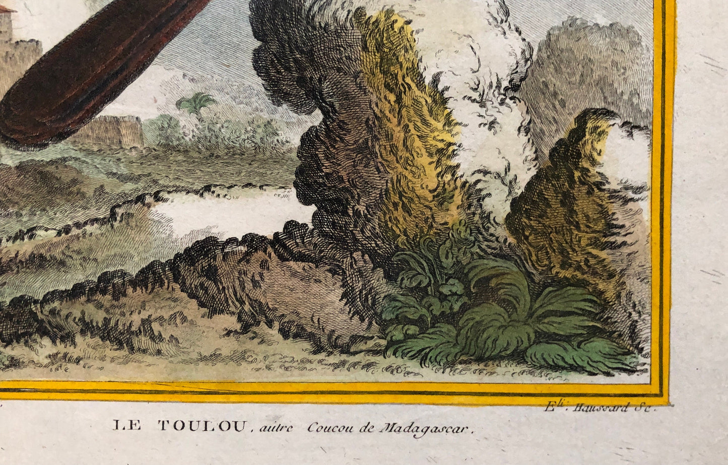 Le Toulou. An Antique Engraving from “Histoire Naturelle Des Oiseaux’ by Buffon. Engraved by Haussard. Circa 1770. Size: 27 x 19.8 cms.