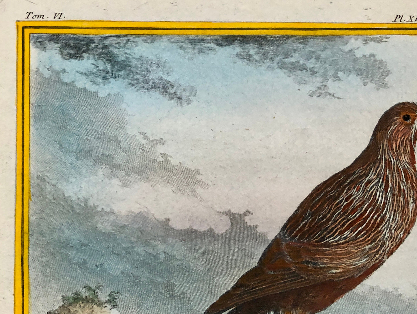 Le Toulou. An Antique Engraving from “Histoire Naturelle Des Oiseaux’ by Buffon. Engraved by Haussard. Circa 1770. Size: 27 x 19.8 cms.