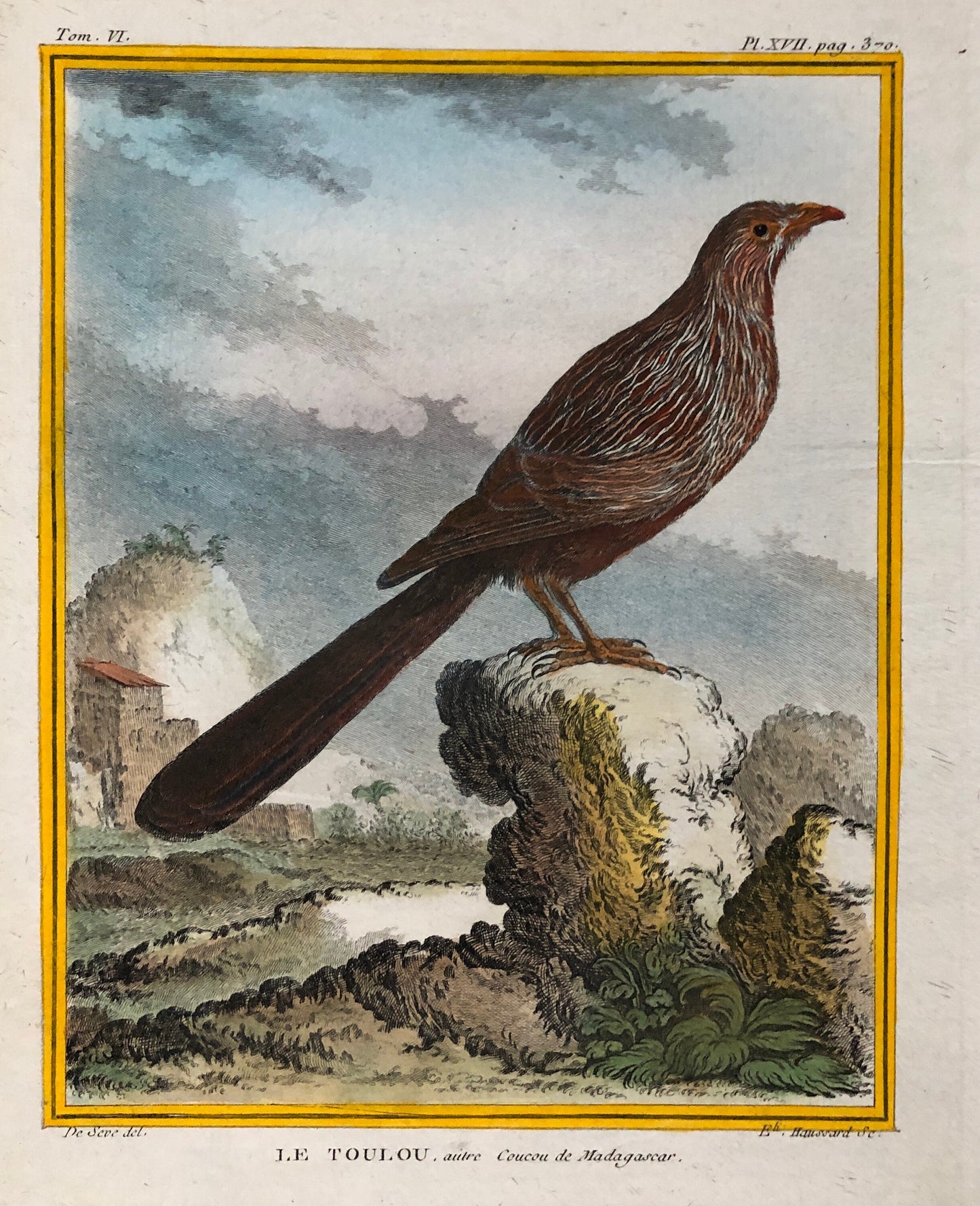 Le Toulou. An Antique Engraving from “Histoire Naturelle Des Oiseaux’ by Buffon. Engraved by Haussard. Circa 1770. Size: 27 x 19.8 cms.