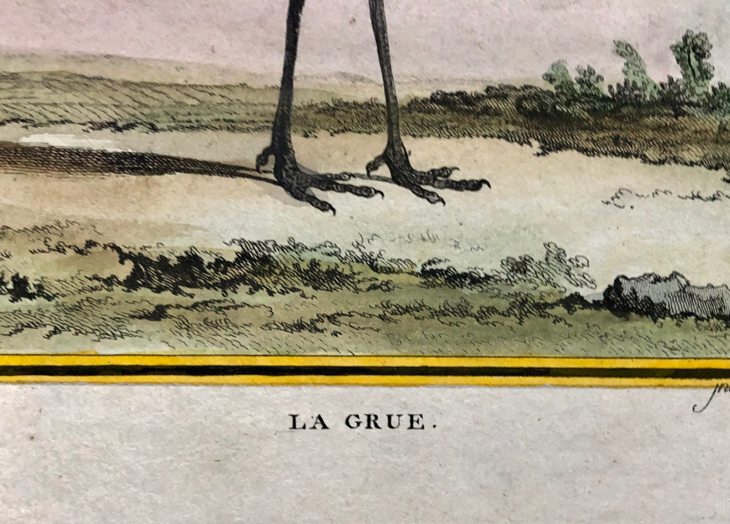 Le Grue. An Antique Engraving from “Histoire Naturelle Des Oiseaux’ by Buffon. Engraved by Mansard. Circa 1780. Size: 27 x 19 cms.