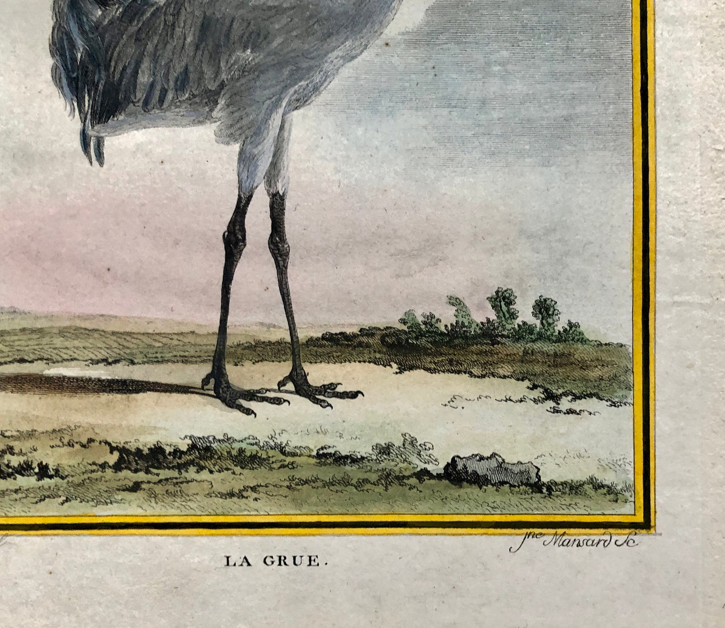 Le Grue. An Antique Engraving from “Histoire Naturelle Des Oiseaux’ by Buffon. Engraved by Mansard. Circa 1780. Size: 27 x 19 cms.