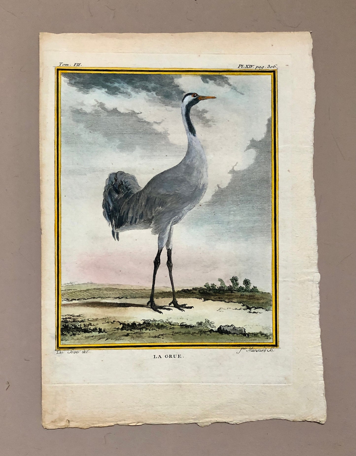 Le Grue. An Antique Engraving from “Histoire Naturelle Des Oiseaux’ by Buffon. Engraved by Mansard. Circa 1780. Size: 27 x 19 cms.