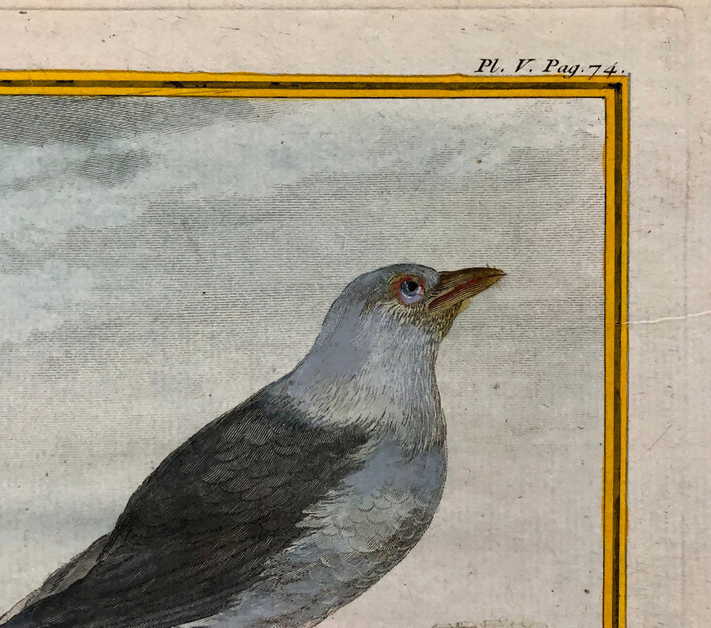 Le Choucas. An Antique Engraving from “Histoire Naturelle Des Oiseaux’ by Buffon. Engraved by Massard. Circa 1770. Size: 19.5 x 15.5 cms.