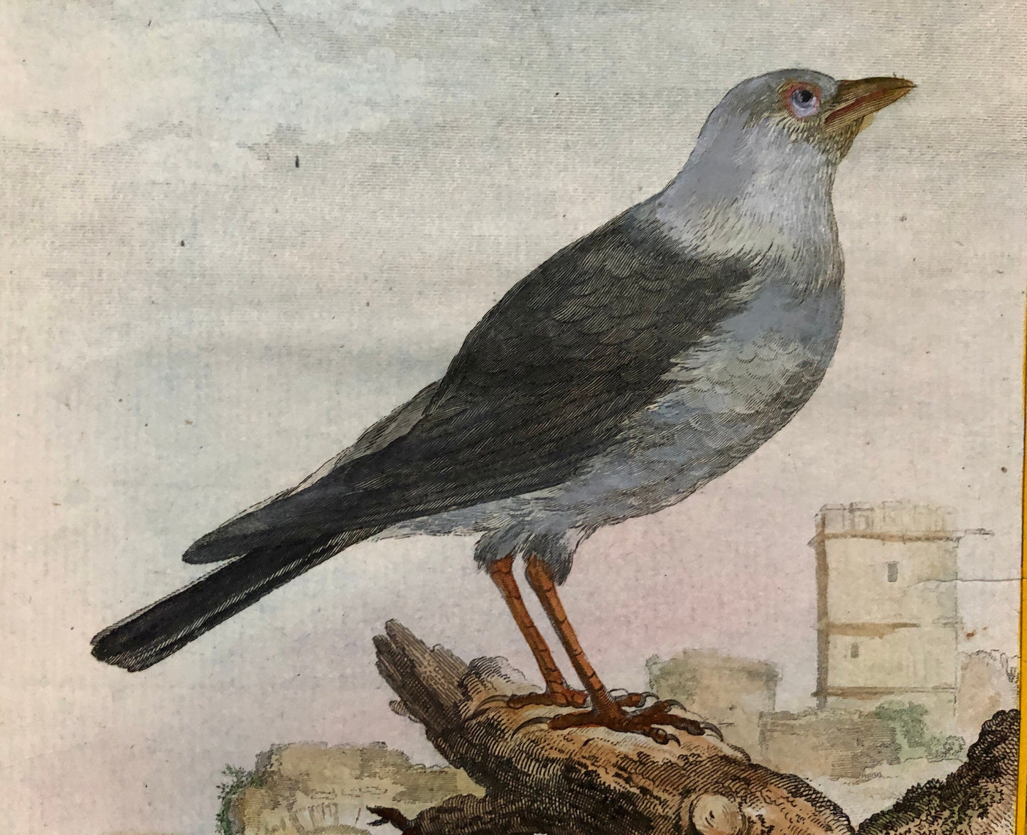 Le Choucas. An Antique Engraving from “Histoire Naturelle Des Oiseaux’ by Buffon. Engraved by Massard. Circa 1770. Size: 19.5 x 15.5 cms.