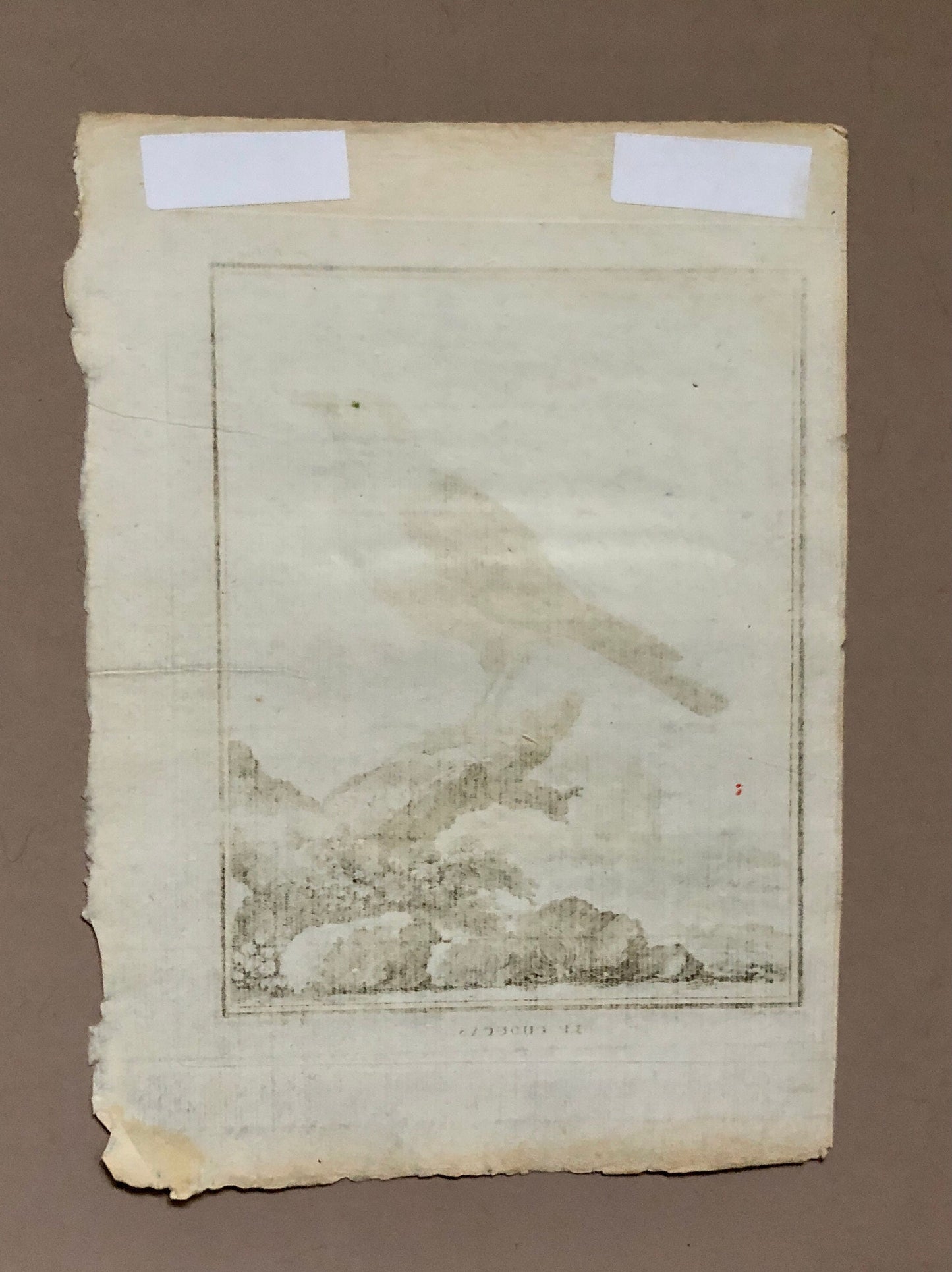 Le Choucas. An Antique Engraving from “Histoire Naturelle Des Oiseaux’ by Buffon. Engraved by Massard. Circa 1770. Size: 19.5 x 15.5 cms.