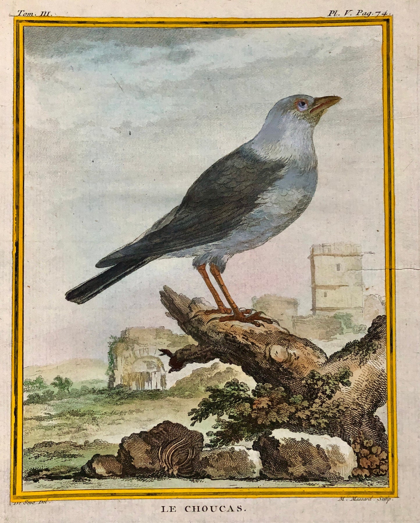 Le Choucas. An Antique Engraving from “Histoire Naturelle Des Oiseaux’ by Buffon. Engraved by Massard. Circa 1770. Size: 19.5 x 15.5 cms.