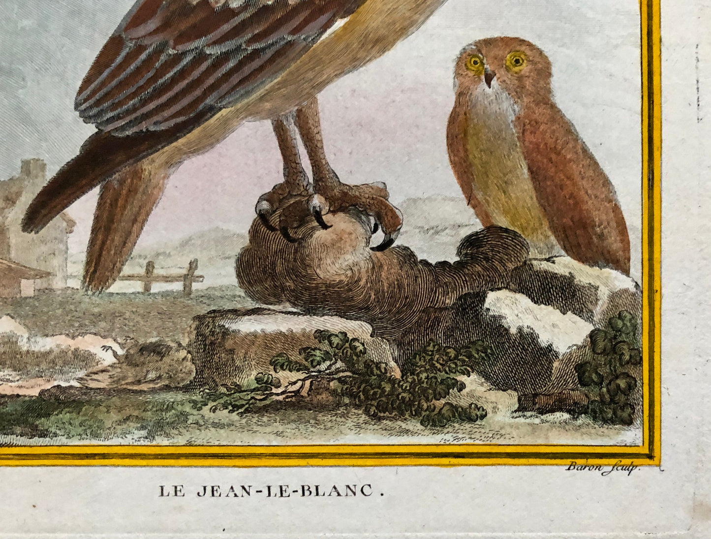 Le Jean-Le-Blanc. A Hand-coloured Engraving from “Histoire Naturelle Des Oiseaux’ by Buffon. Circa 1770. Size: 27 x 19.5 cms.