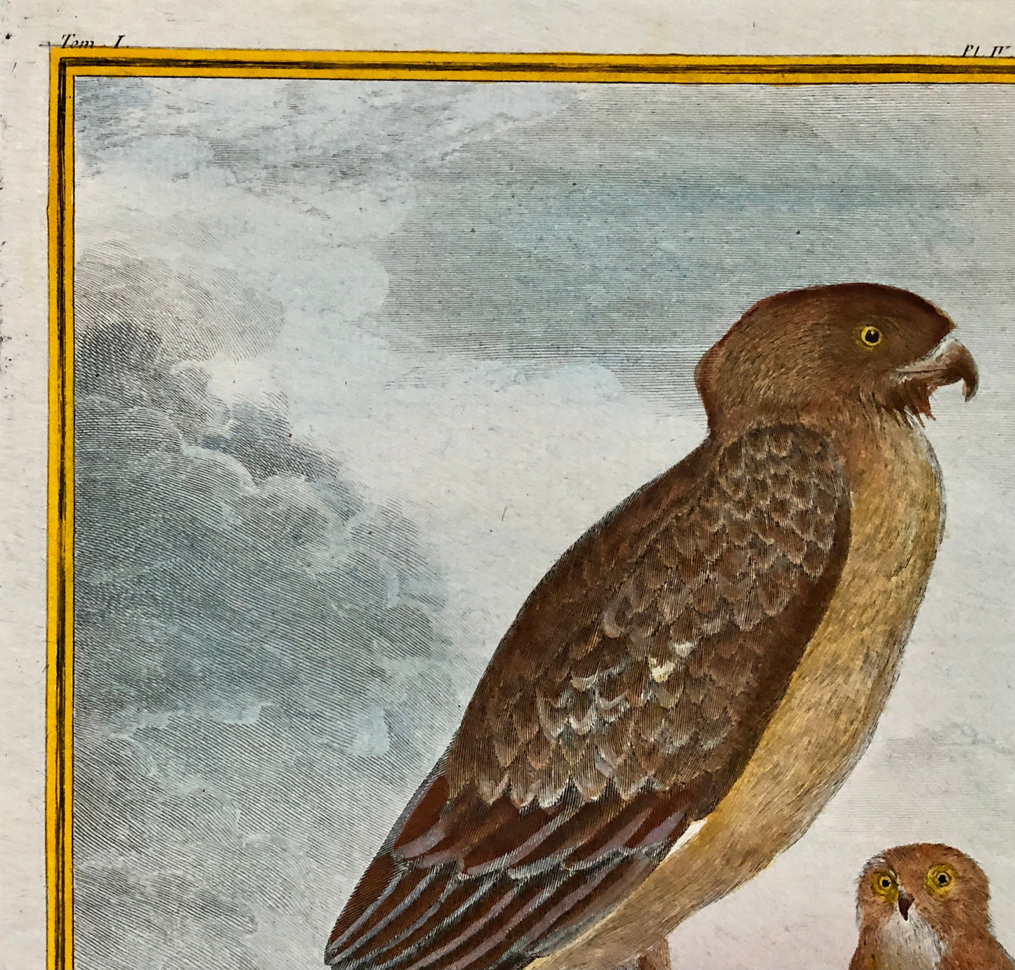 Le Jean-Le-Blanc. A Hand-coloured Engraving from “Histoire Naturelle Des Oiseaux’ by Buffon. Circa 1770. Size: 27 x 19.5 cms.