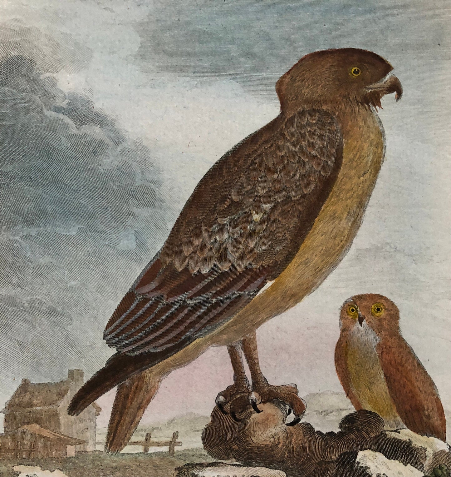 Le Jean-Le-Blanc. A Hand-coloured Engraving from “Histoire Naturelle Des Oiseaux’ by Buffon. Circa 1770. Size: 27 x 19.5 cms.