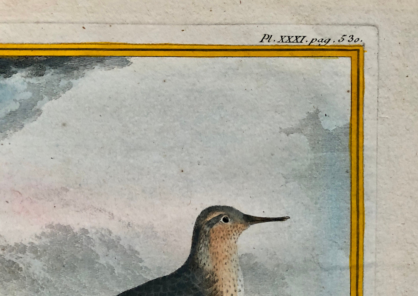 La Maubêche. An Engraving From”Histoire Naturelle Des Oiseaux” by Buffon. Circa 1770. Near Fine Condition. Size: 27 x 19.5 cms