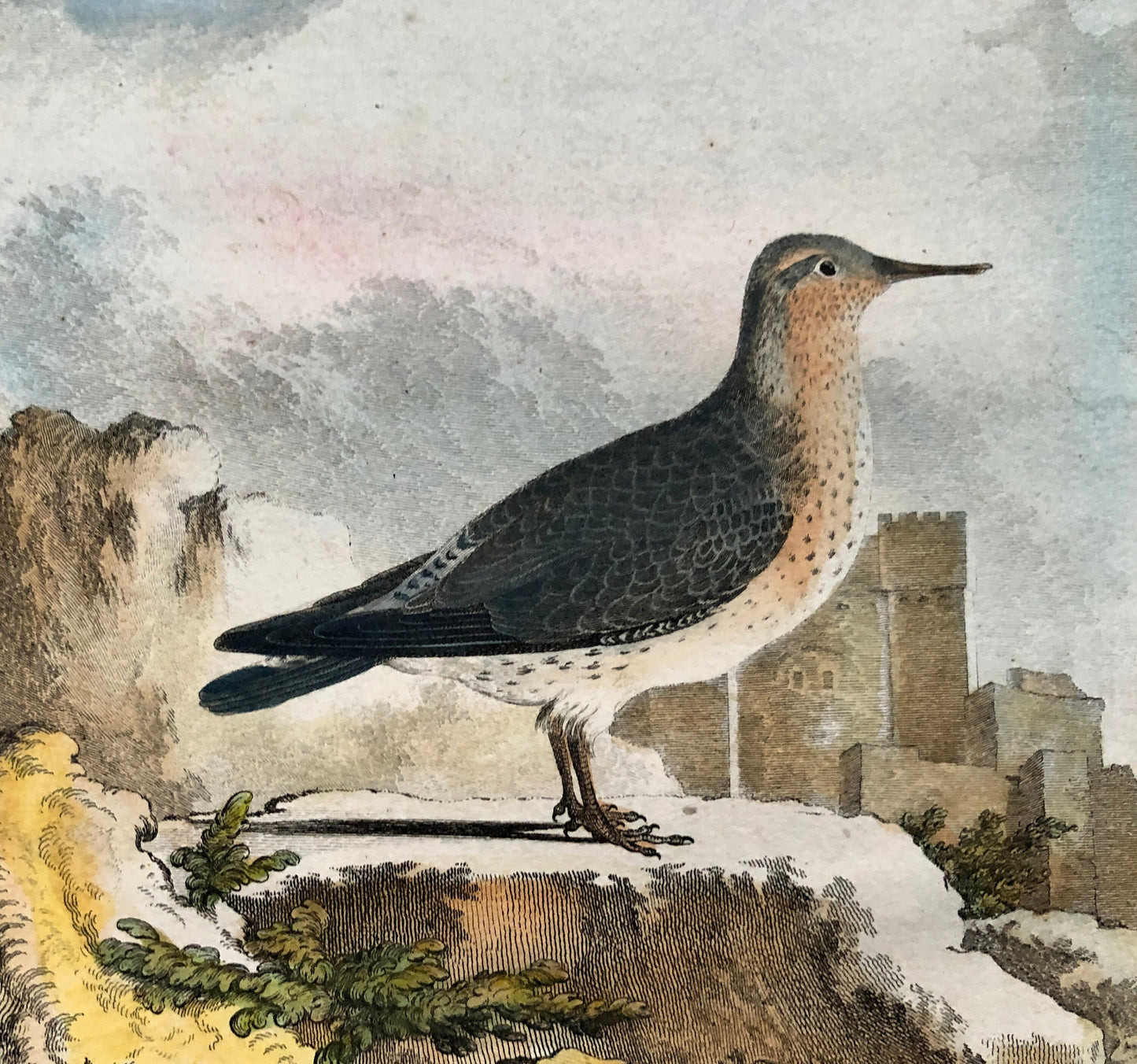 La Maubêche. An Engraving From”Histoire Naturelle Des Oiseaux” by Buffon. Circa 1770. Near Fine Condition. Size: 27 x 19.5 cms