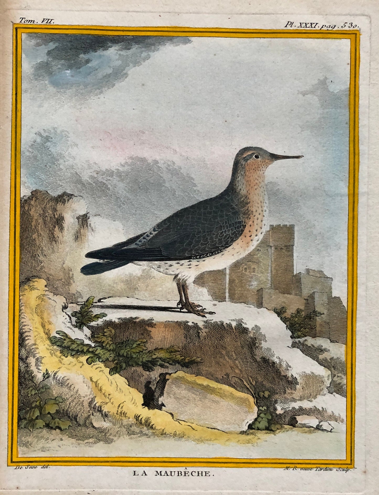 La Maubêche. An Engraving From”Histoire Naturelle Des Oiseaux” by Buffon. Circa 1770. Near Fine Condition. Size: 27 x 19.5 cms