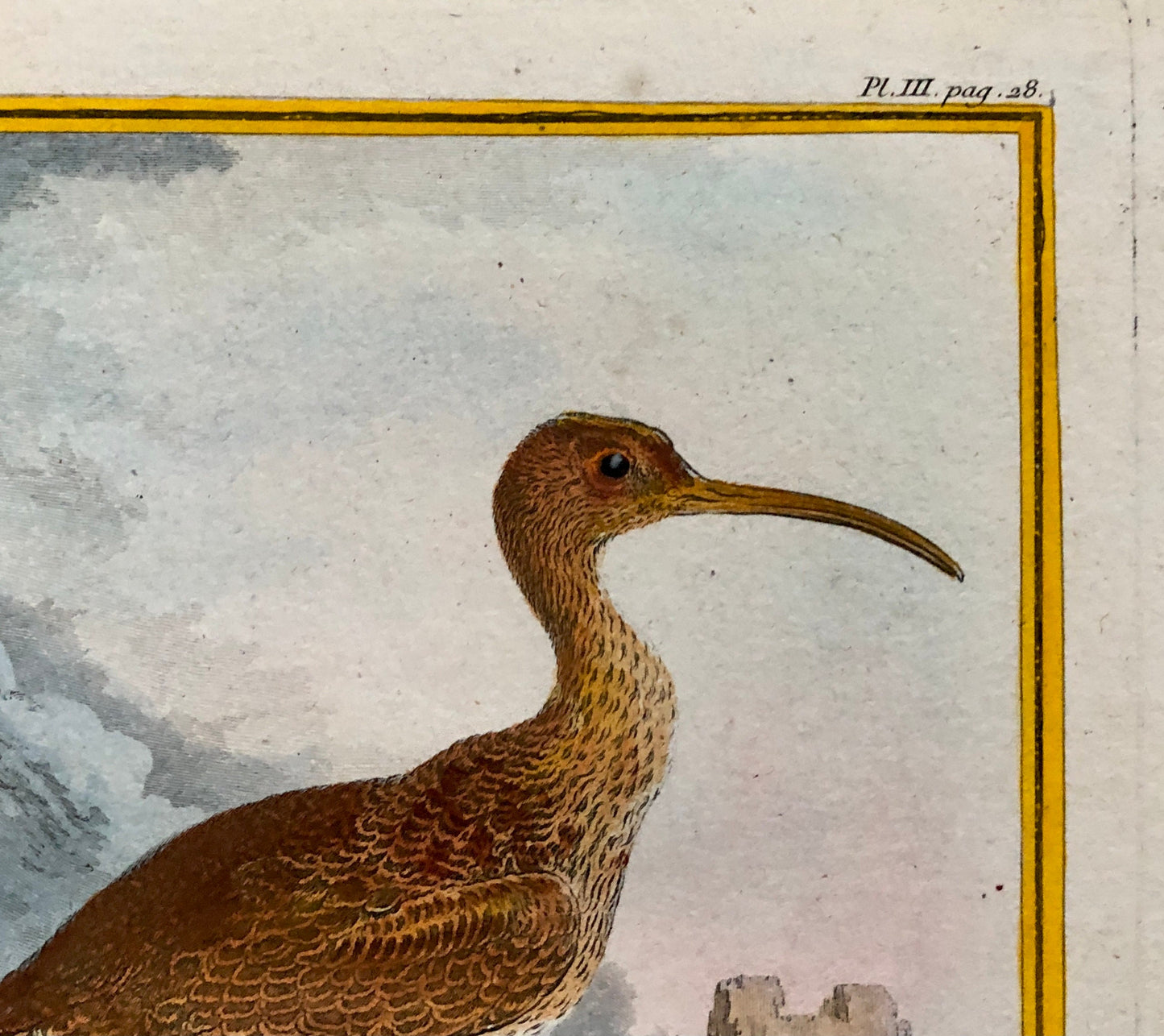 Le Corlieu ou Petit Courlis. An Engraving From “ Histoire Naturelle Des Oiseaux” by Buffon. Circa 1780 . Size: 27 x 21 .5 cms.