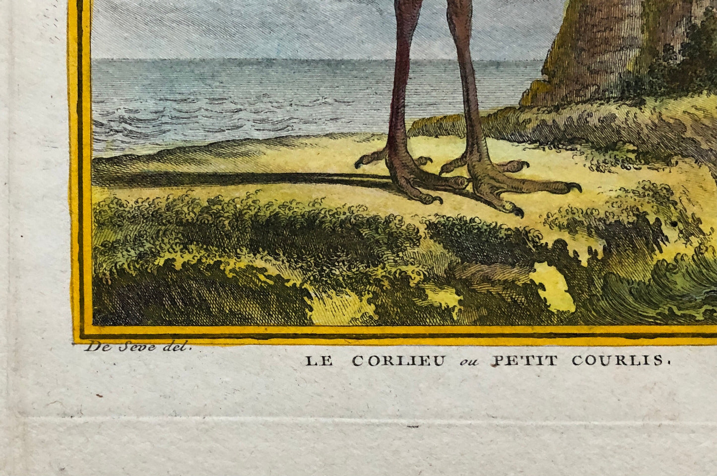 Le Corlieu ou Petit Courlis. An Engraving From “ Histoire Naturelle Des Oiseaux” by Buffon. Circa 1780 . Size: 27 x 21 .5 cms.