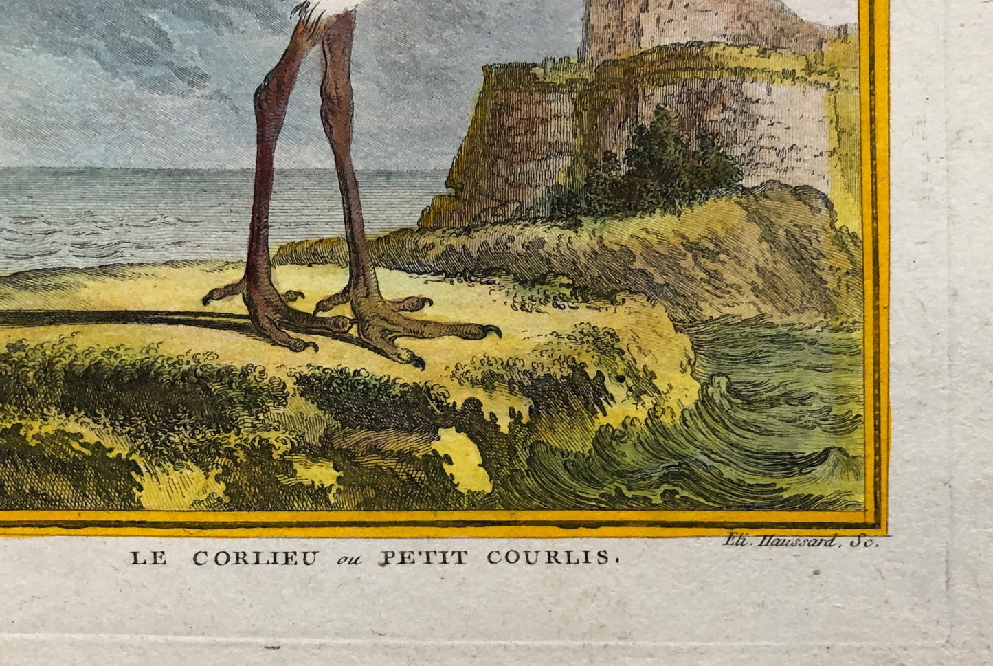 Le Corlieu ou Petit Courlis. An Engraving From “ Histoire Naturelle Des Oiseaux” by Buffon. Circa 1780 . Size: 27 x 21 .5 cms.