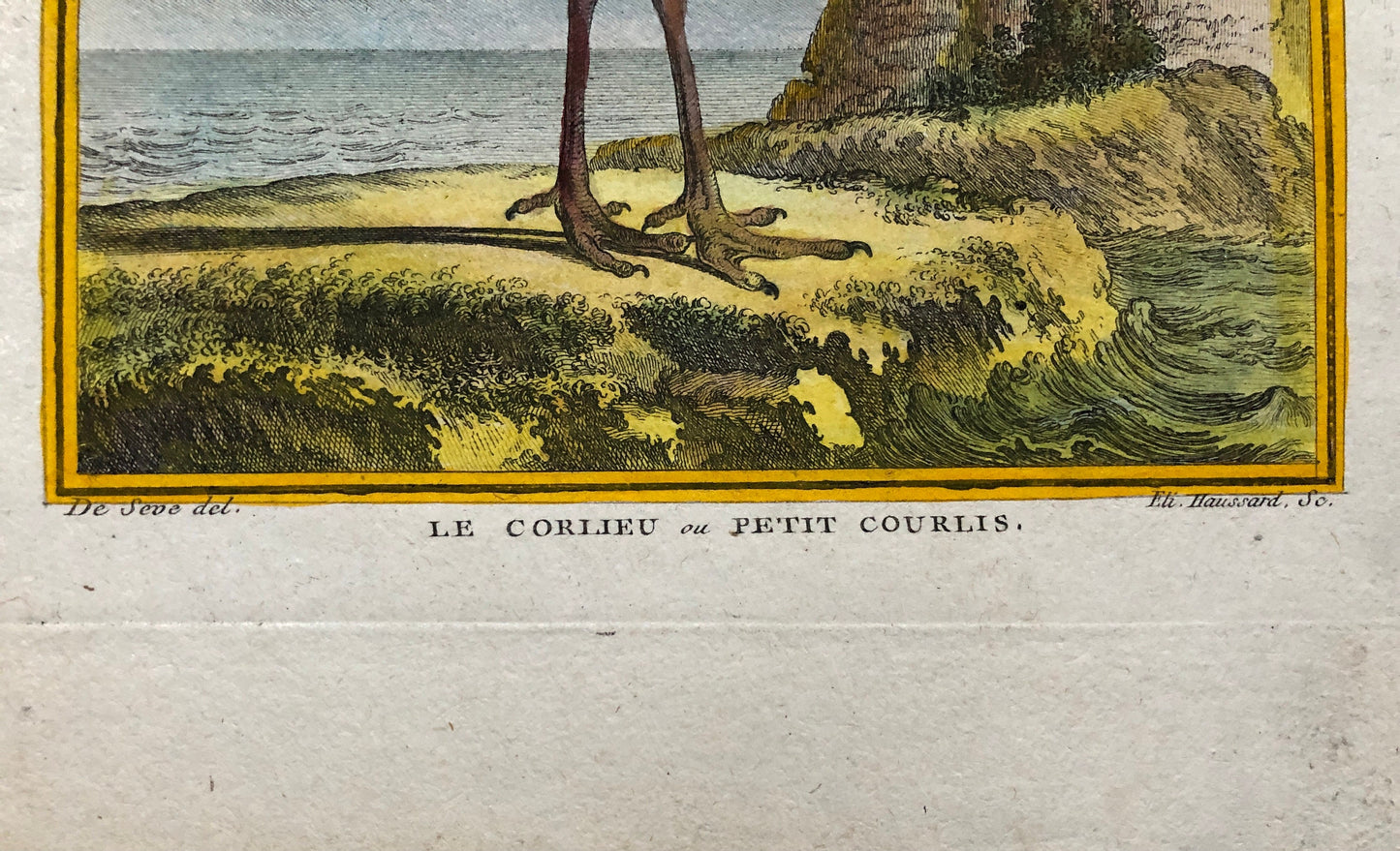 Le Corlieu ou Petit Courlis. An Engraving From “ Histoire Naturelle Des Oiseaux” by Buffon. Circa 1780 . Size: 27 x 21 .5 cms.