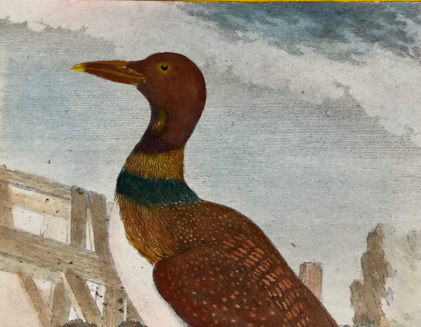 L’ Imbrim ou Grand Plongeon. Hand Coloured Engraving From “Histoire Naturelle Des Oiseaux” c. 1780. By Buffon. 28 x 20 cms.