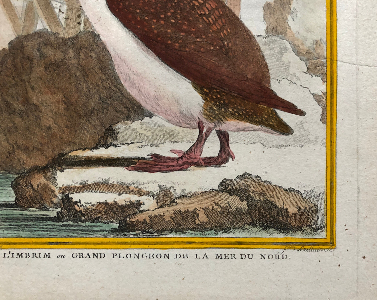 L’ Imbrim ou Grand Plongeon. Hand Coloured Engraving From “Histoire Naturelle Des Oiseaux” c. 1780. By Buffon. 28 x 20 cms.