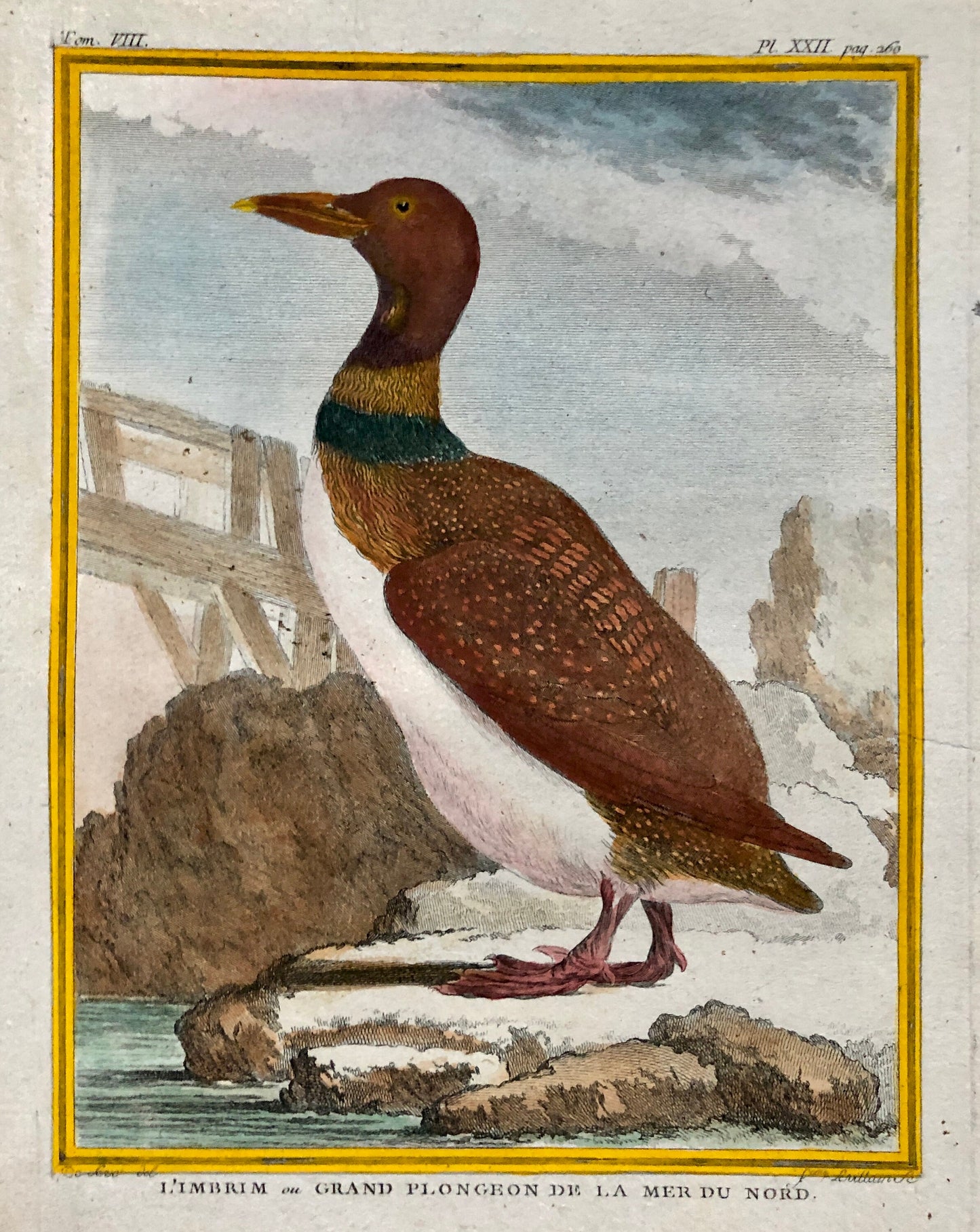 L’ Imbrim ou Grand Plongeon. Hand Coloured Engraving From “Histoire Naturelle Des Oiseaux” c. 1780. By Buffon. 28 x 20 cms.