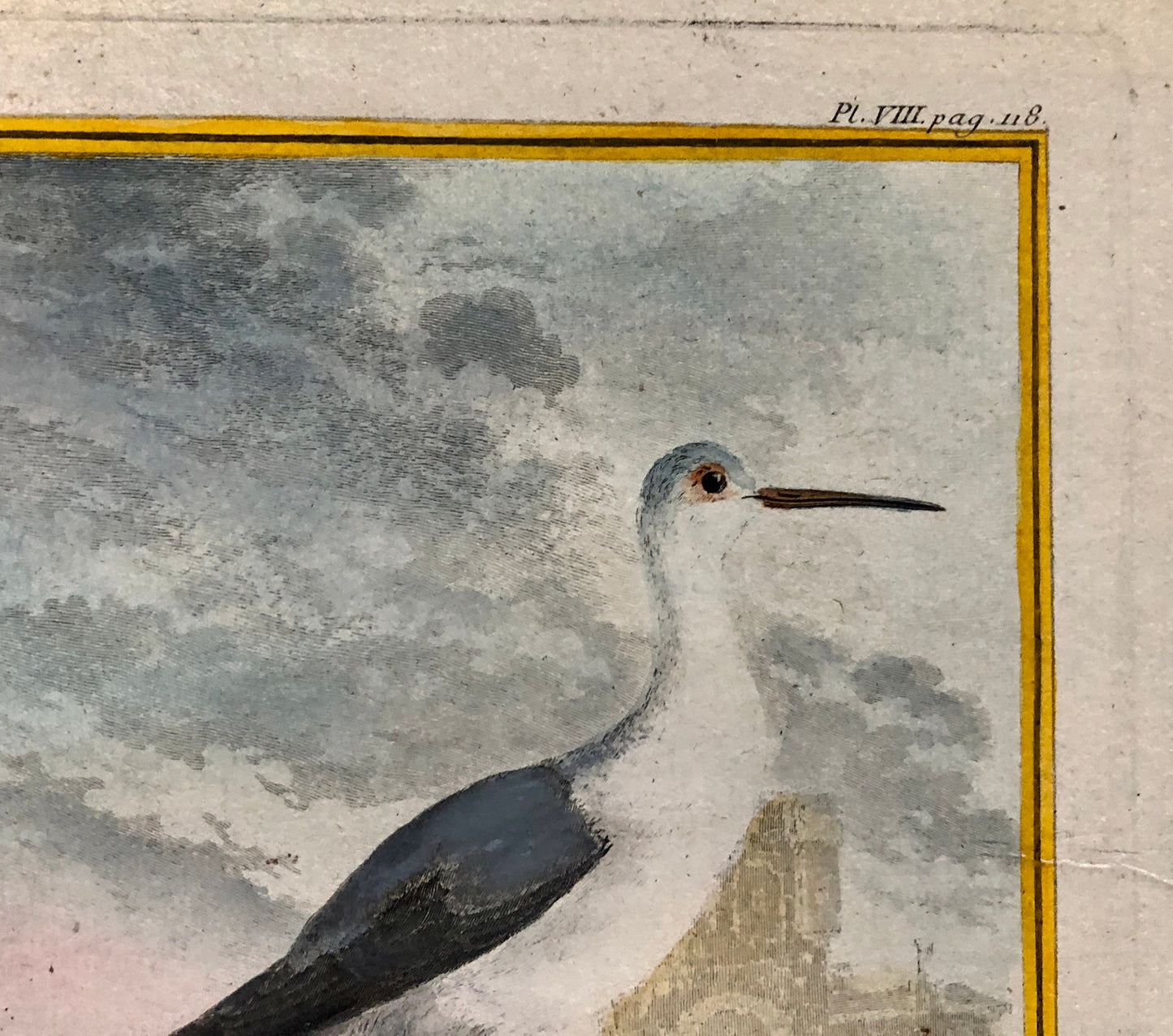 L’ Echasse. Hand Coloured Engraving From “L’Histoire Naturelle Des Oiseaux “ Buffon. C.1780. Near Fine Condition. 27 x 20 cms.