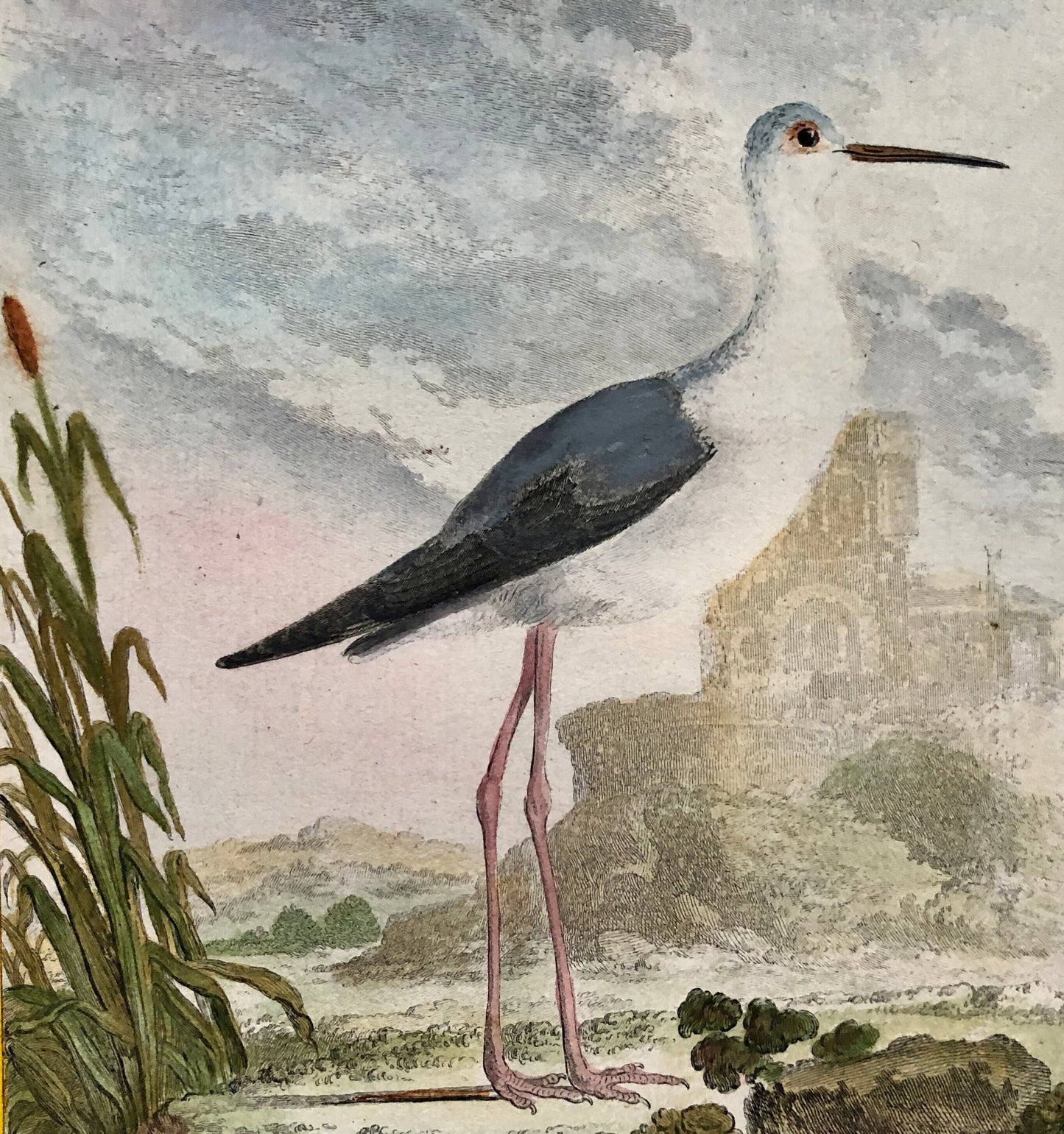 L’ Echasse. Hand Coloured Engraving From “L’Histoire Naturelle Des Oiseaux “ Buffon. C.1780. Near Fine Condition. 27 x 20 cms.