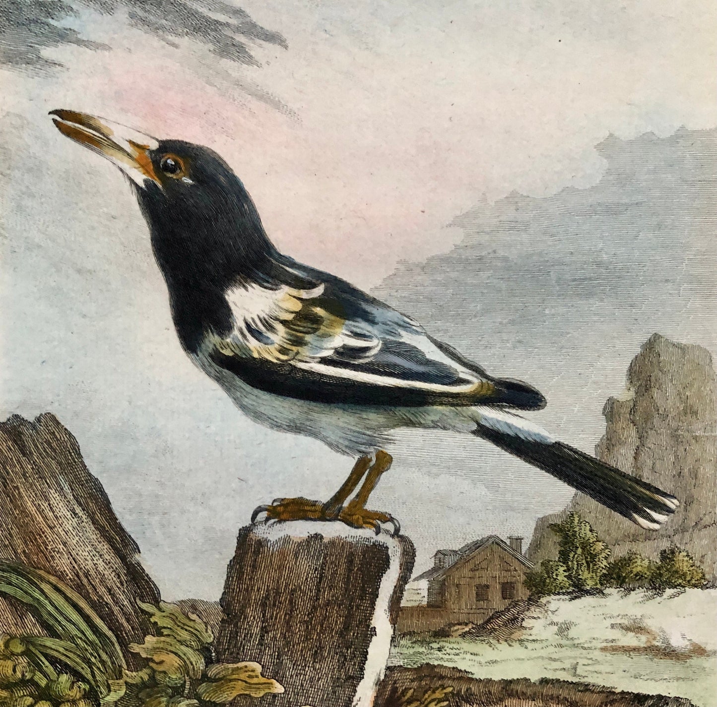 Le Cassican. An Original Hand-Coloured Engraving From “ Histoire Naturelle Des Oiseaux” by Buffon. Circa 1770. Size: 27.5 x 20 cms.