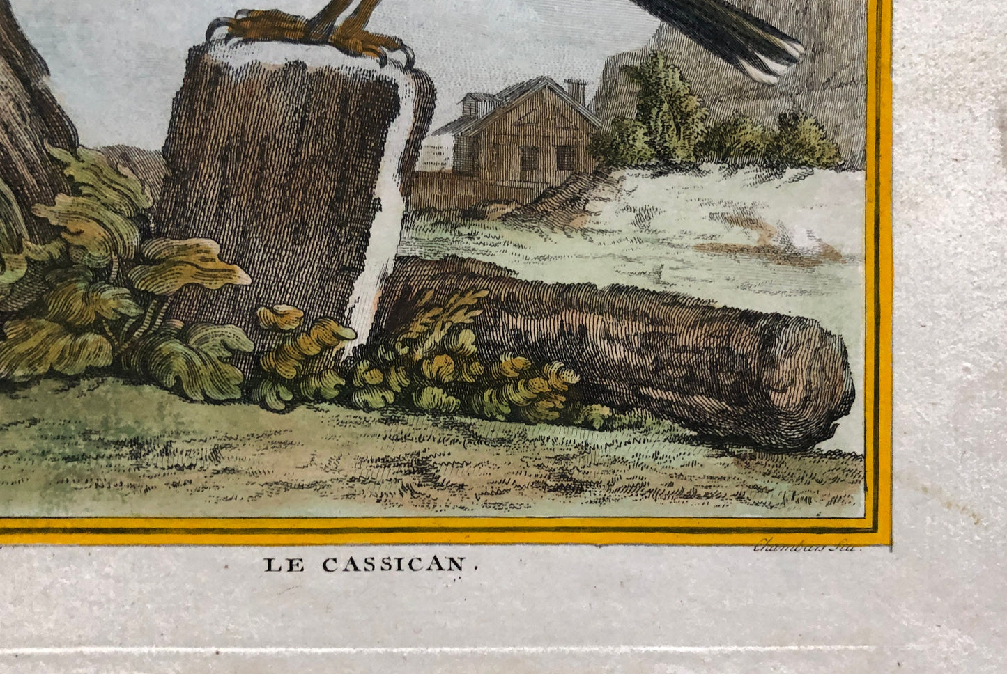 Le Cassican. An Original Hand-Coloured Engraving From “ Histoire Naturelle Des Oiseaux” by Buffon. Circa 1770. Size: 27.5 x 20 cms.