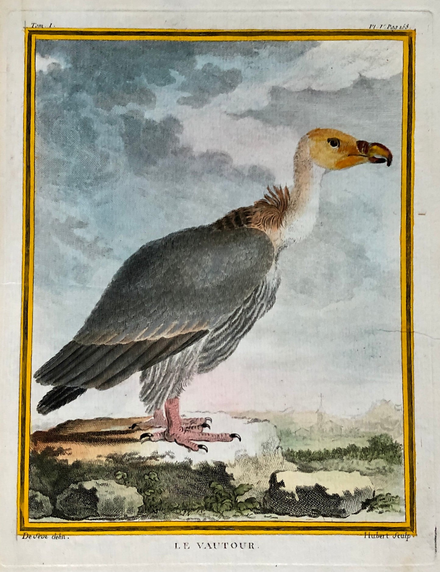 Le Vautour. An Original Engraving From “Histoire Naturelle Des Oiseaux” by Buffon. Circa 1700. Near Fine Condition. Size: 27 x 19.5 cms.
