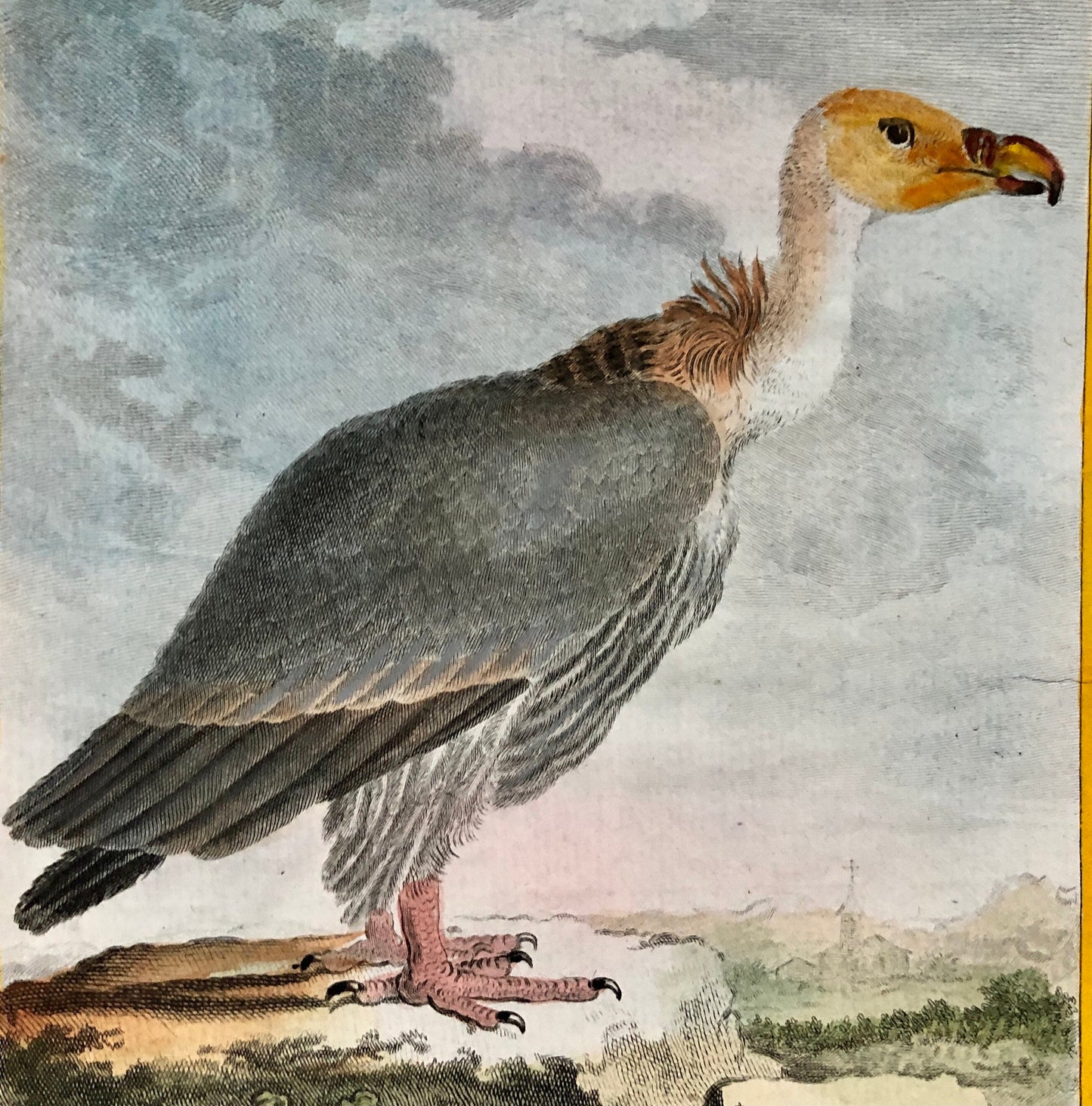 Le Vautour. An Original Engraving From “Histoire Naturelle Des Oiseaux” by Buffon. Circa 1700. Near Fine Condition. Size: 27 x 19.5 cms.