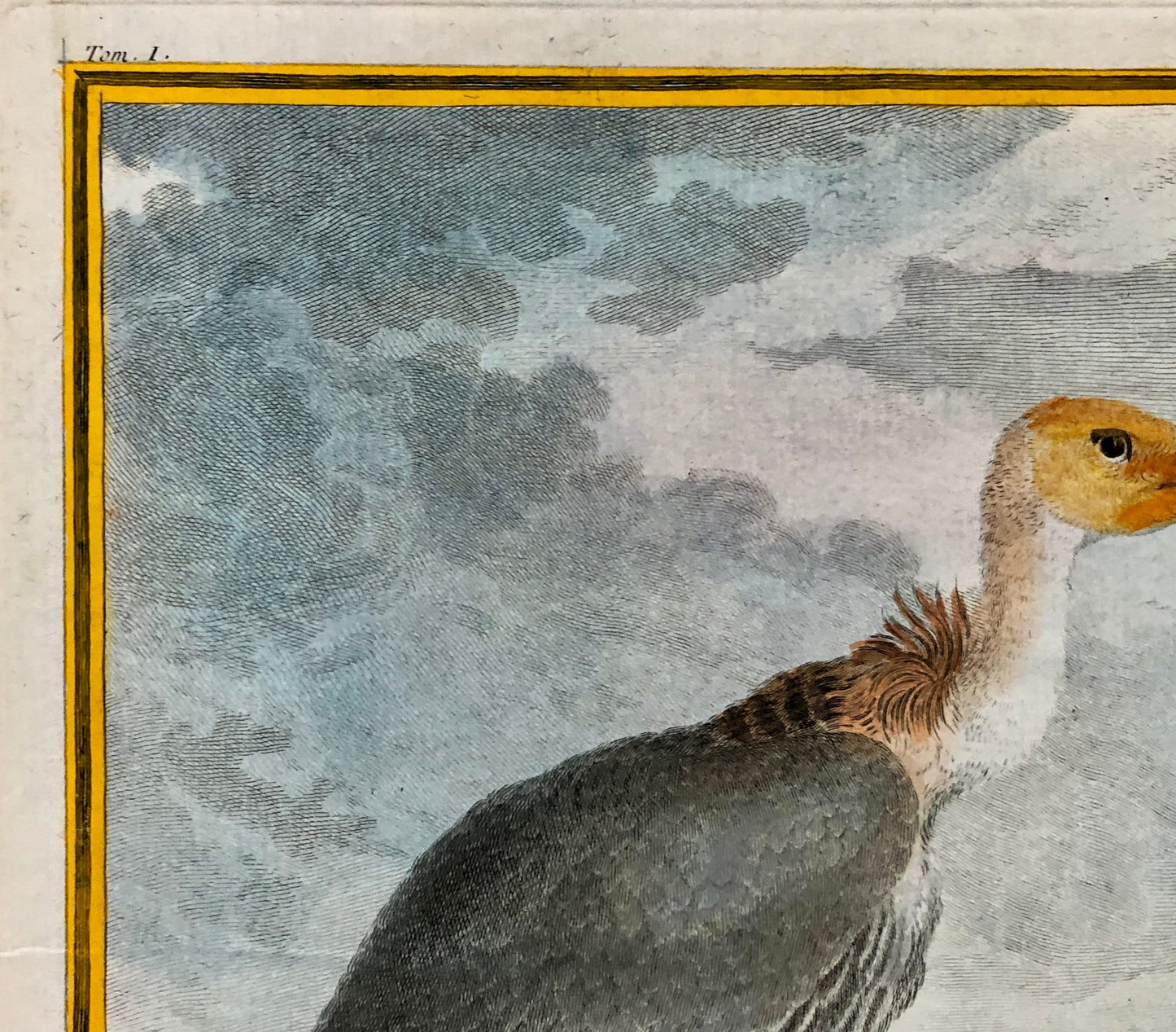 Le Vautour. An Original Engraving From “Histoire Naturelle Des Oiseaux” by Buffon. Circa 1700. Near Fine Condition. Size: 27 x 19.5 cms.