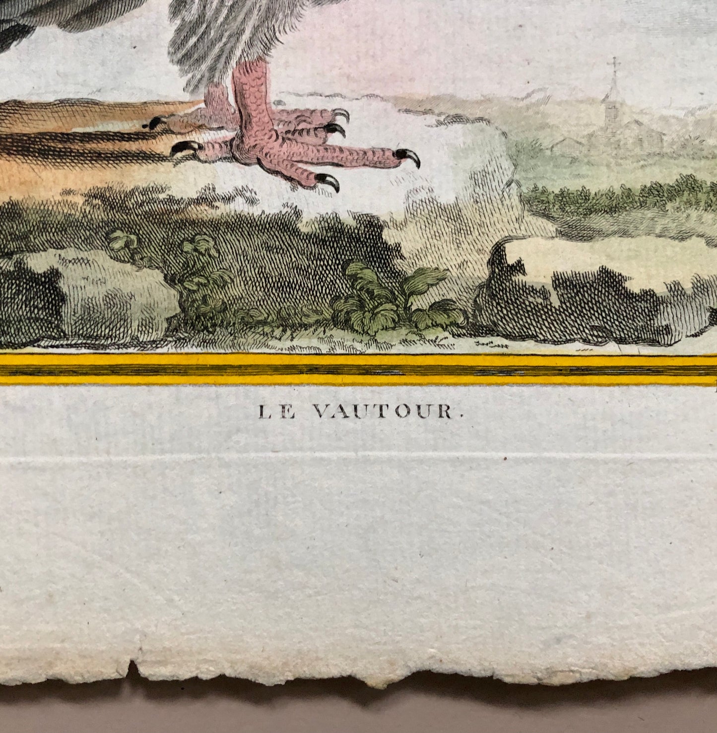 Le Vautour. An Original Engraving From “Histoire Naturelle Des Oiseaux” by Buffon. Circa 1700. Near Fine Condition. Size: 27 x 19.5 cms.