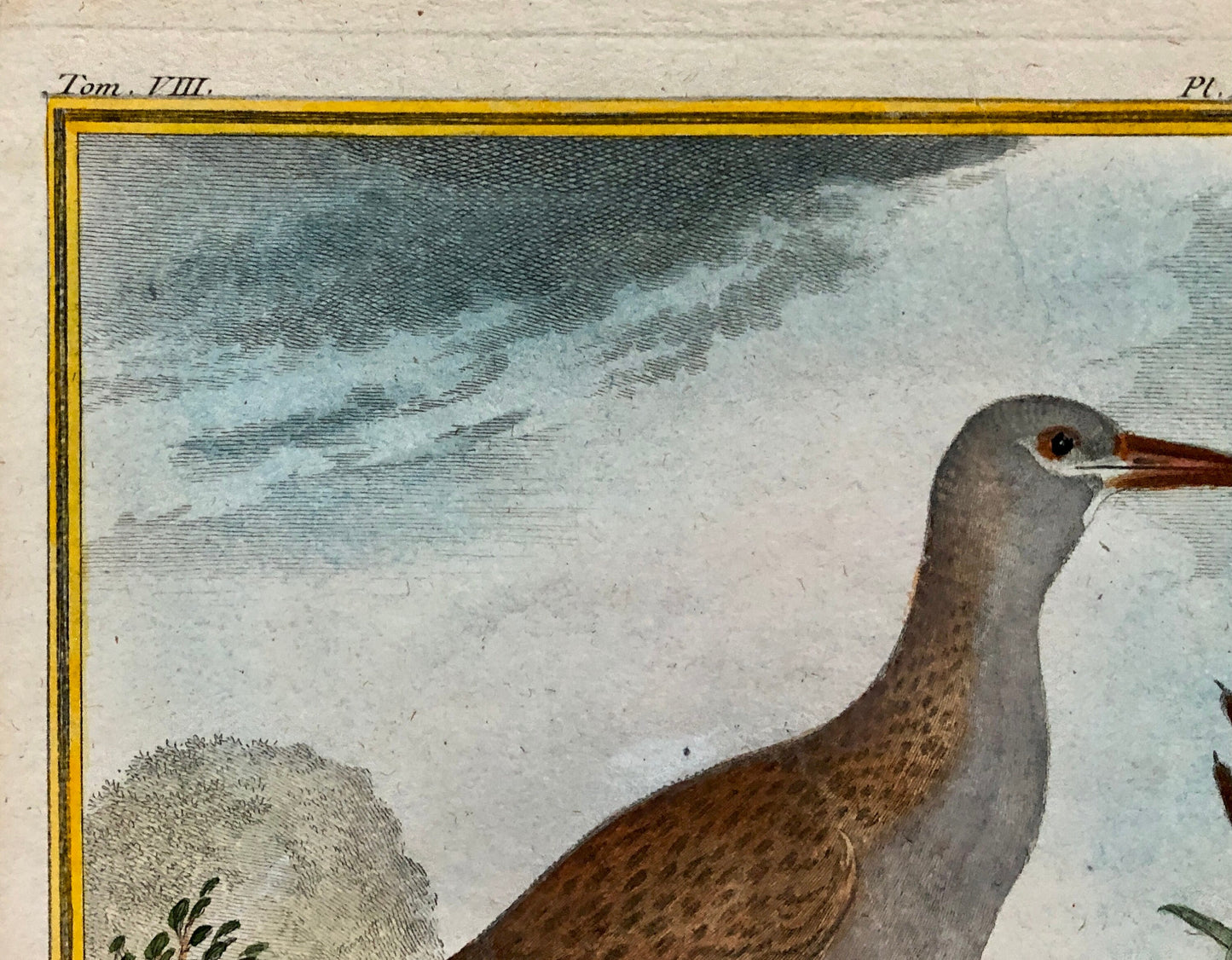 Le Râle D’Eau. An Original Hand Coloured Engraving from ‘Histoire Naturelles D’Oiseaux by Buffon. Size: 27 x 19.5 cms. C. 1780
