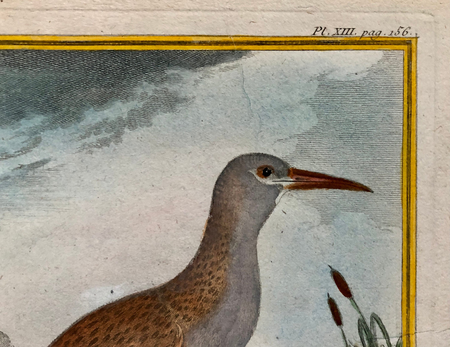 Le Râle D’Eau. An Original Hand Coloured Engraving from ‘Histoire Naturelles D’Oiseaux by Buffon. Size: 27 x 19.5 cms. C. 1780