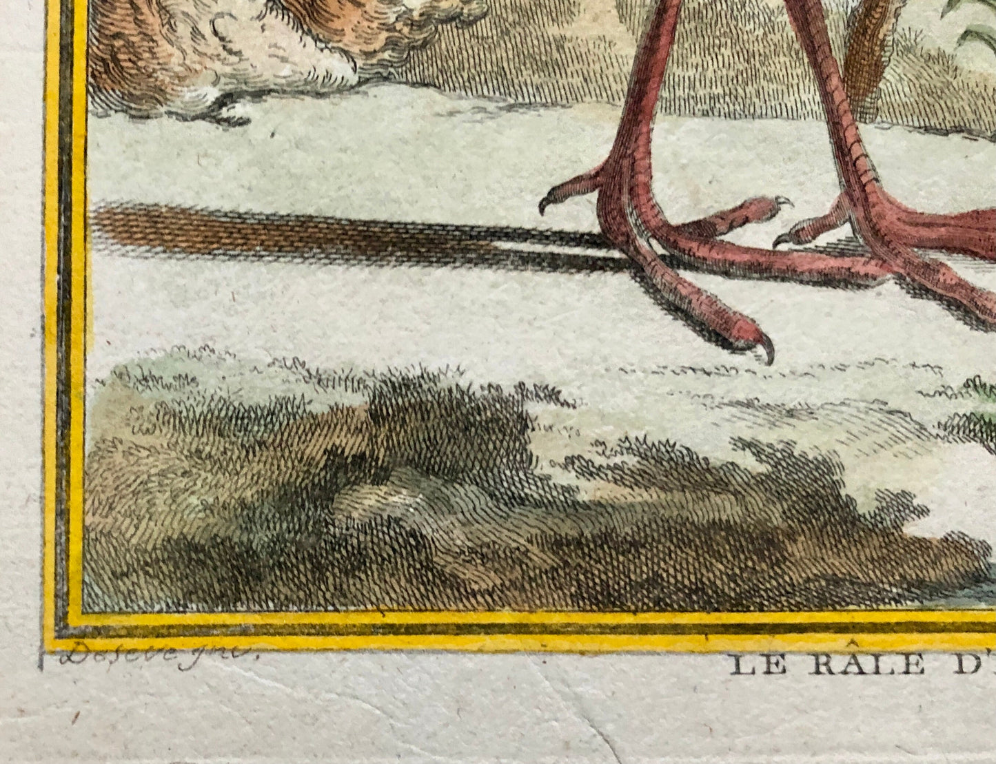 Le Râle D’Eau. An Original Hand Coloured Engraving from ‘Histoire Naturelles D’Oiseaux by Buffon. Size: 27 x 19.5 cms. C. 1780