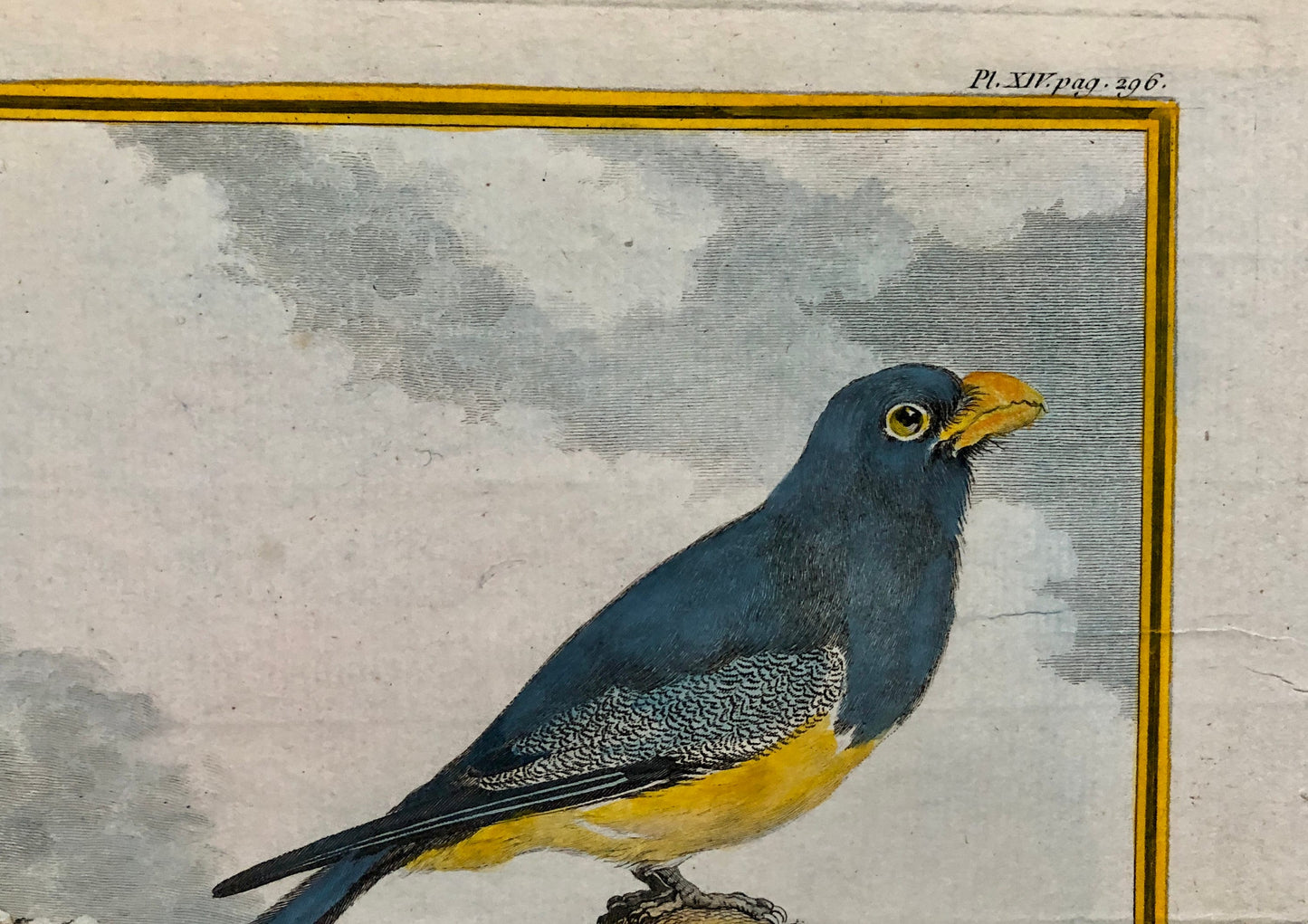 Le Couroucou. An Original Hand-coloured Engraving From ‘Histoire Naturelle Des Oiseaux’ by Buffon. FineCondition. Size: 27 x 19.2 cms.