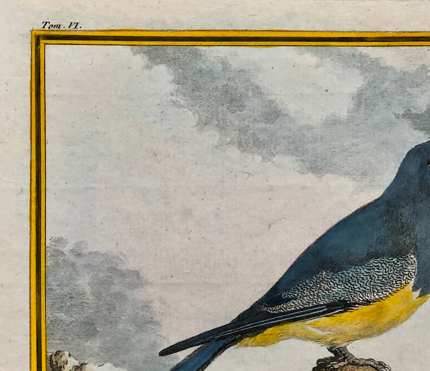 Le Couroucou. An Original Hand-coloured Engraving From ‘Histoire Naturelle Des Oiseaux’ by Buffon. FineCondition. Size: 27 x 19.2 cms.